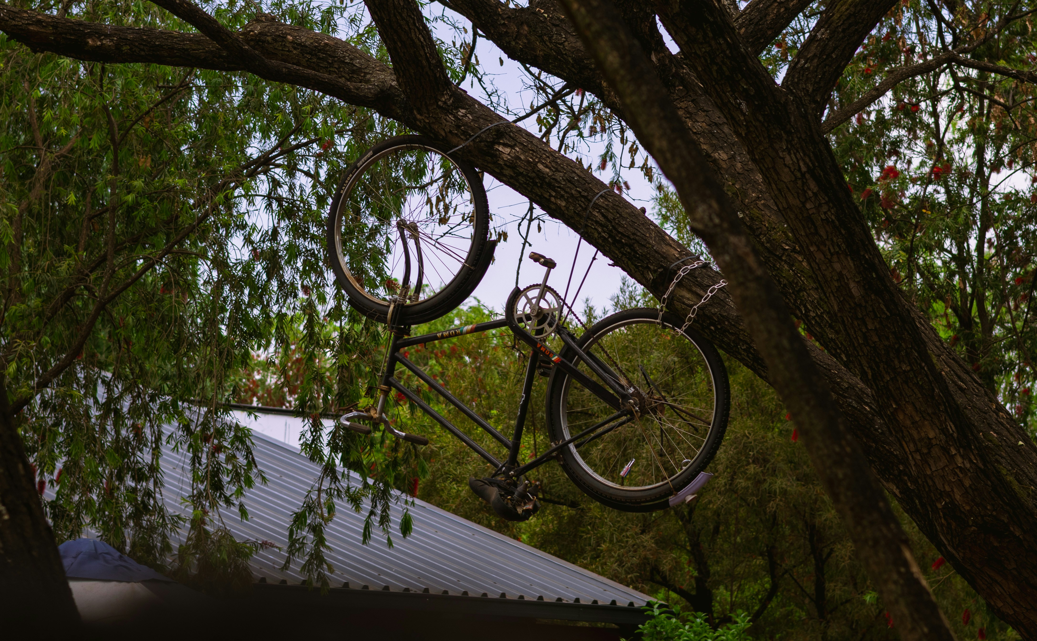 A black bicycle chained to a thick tree branch above a metal roof