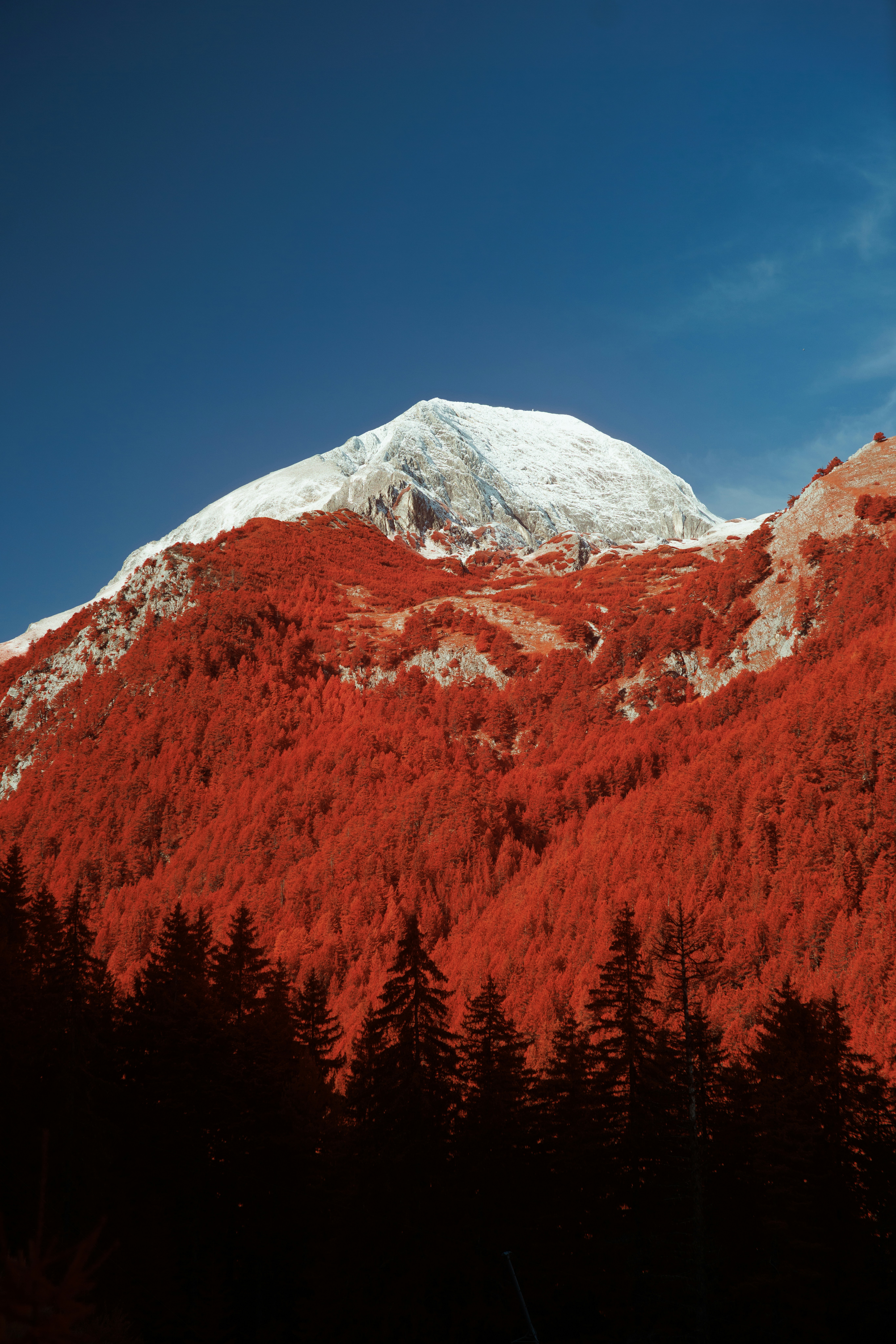 A snow-capped mountain peak above a dense forest of vibrant red trees