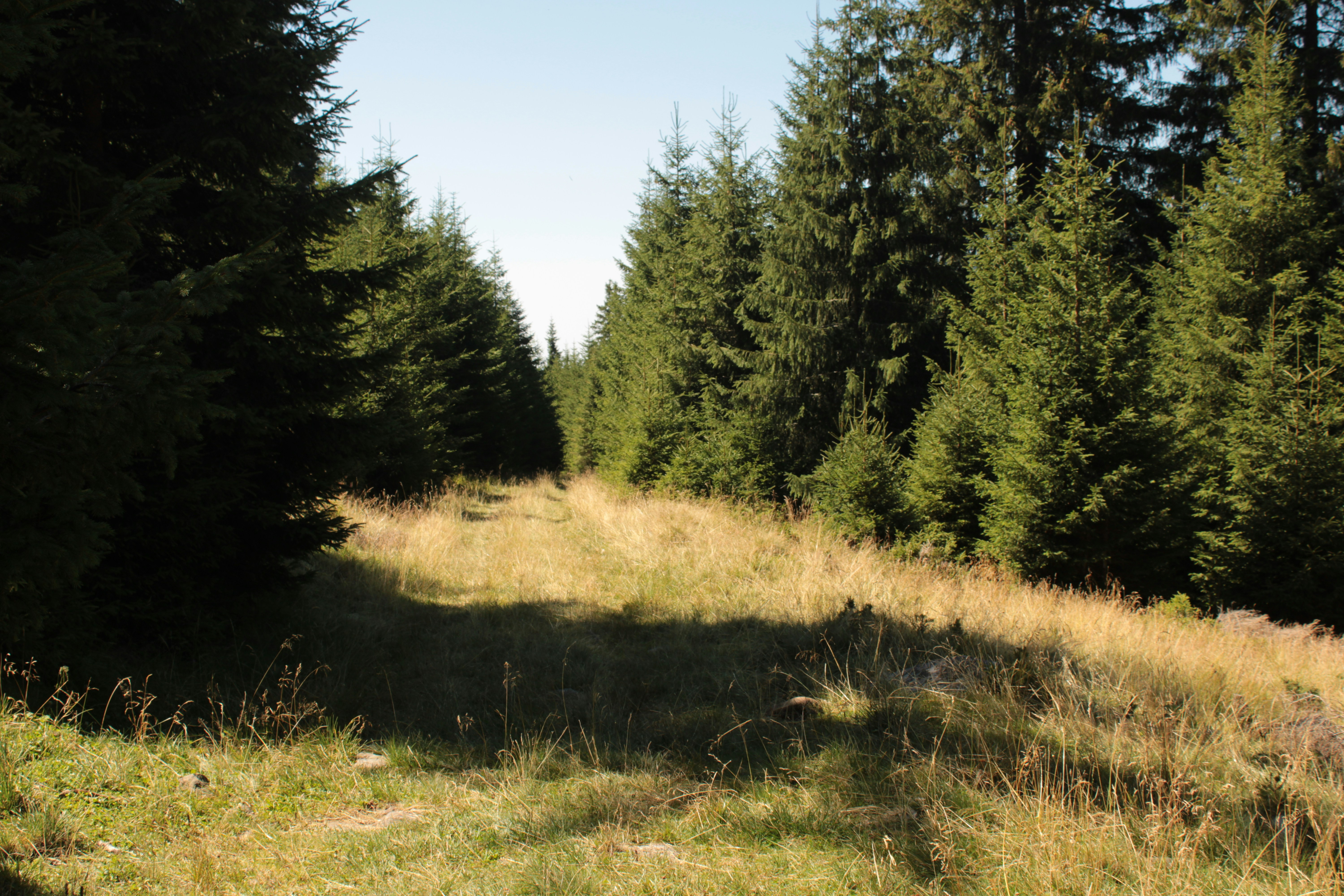 Un sentiero erboso tra file di alti alberi sempreverdi in una foresta