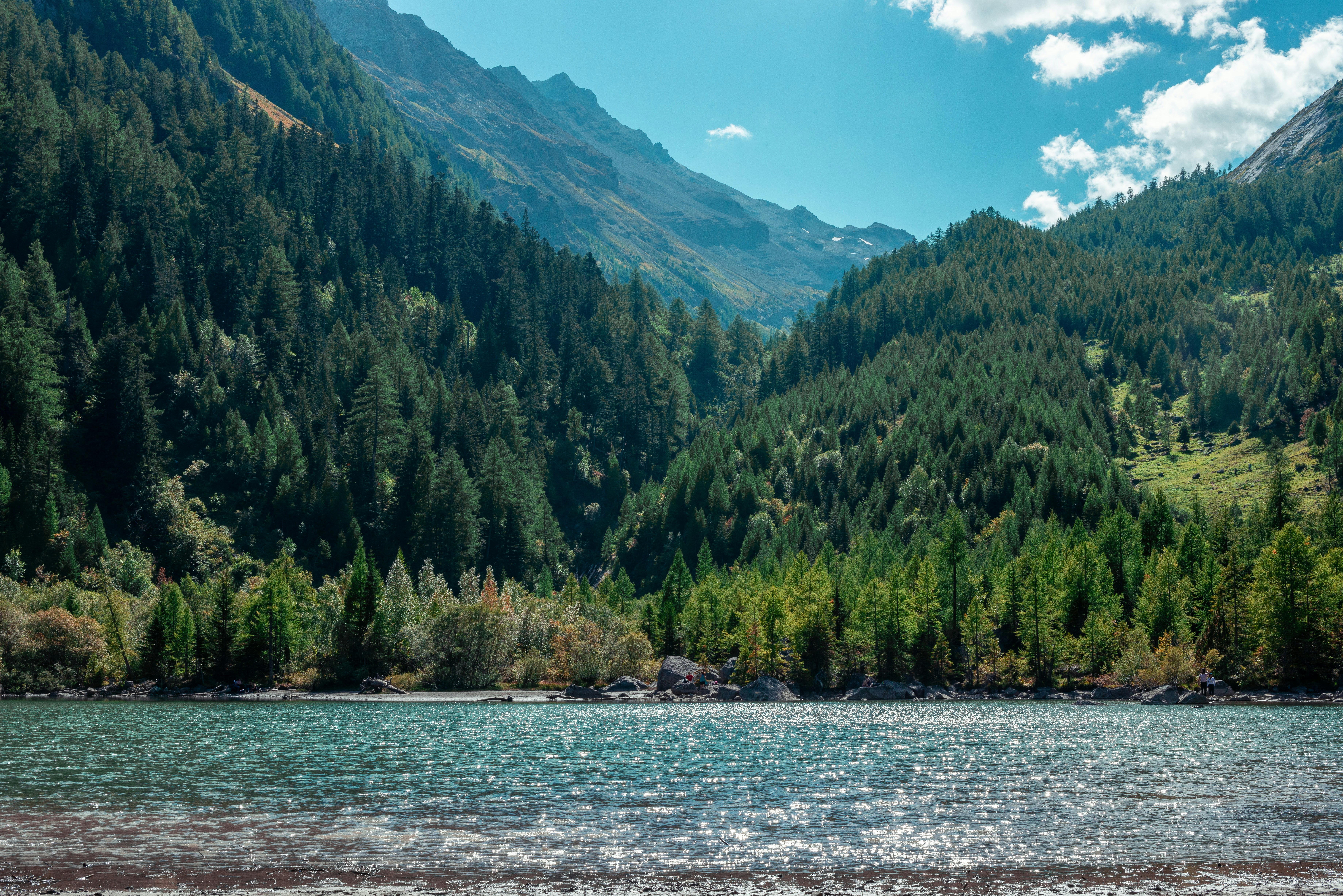 A sunlit lake reflecting the sky before a dense pine forest and mountains