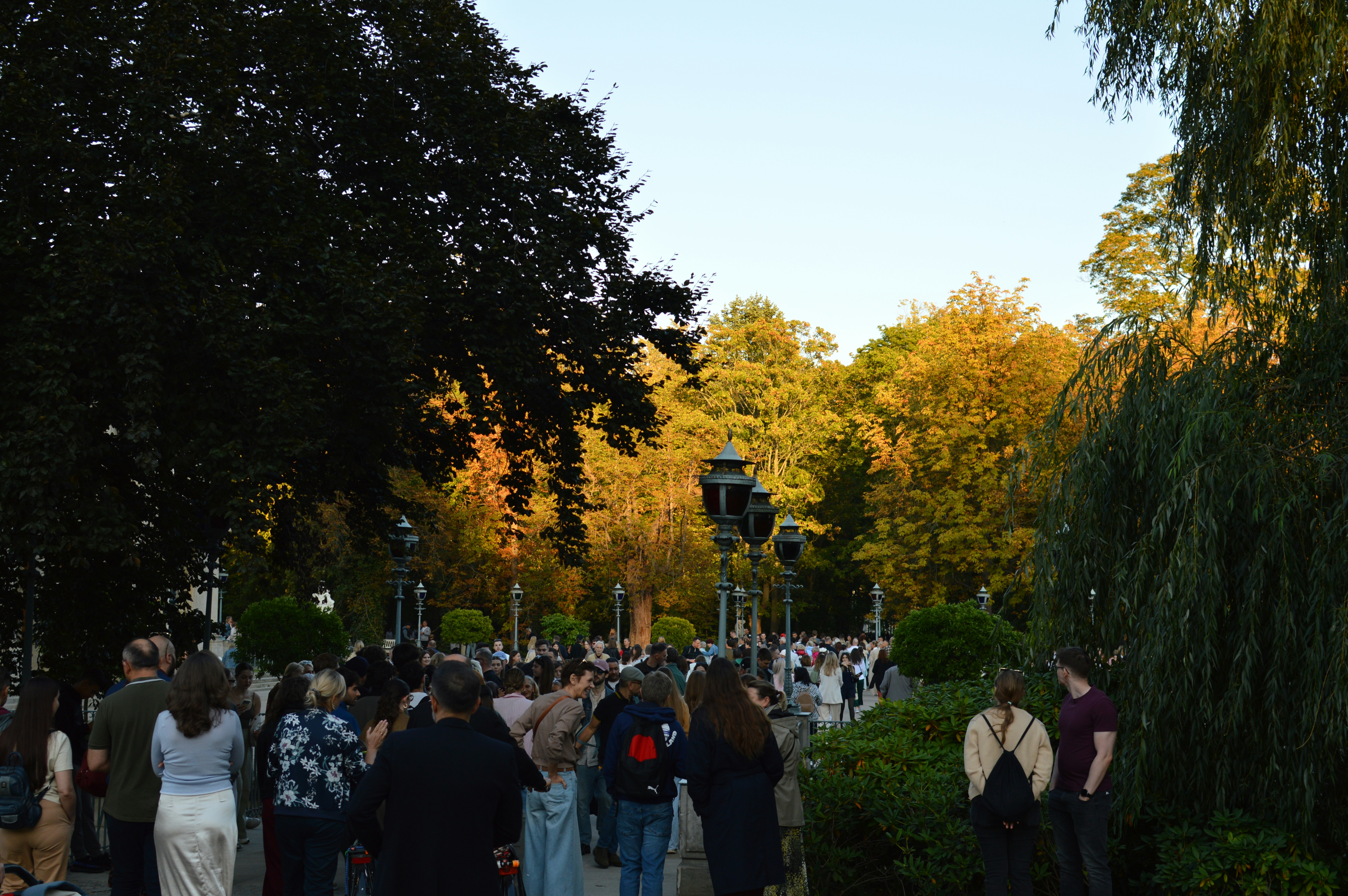 A crowd of people walking along a path in a park with tall trees