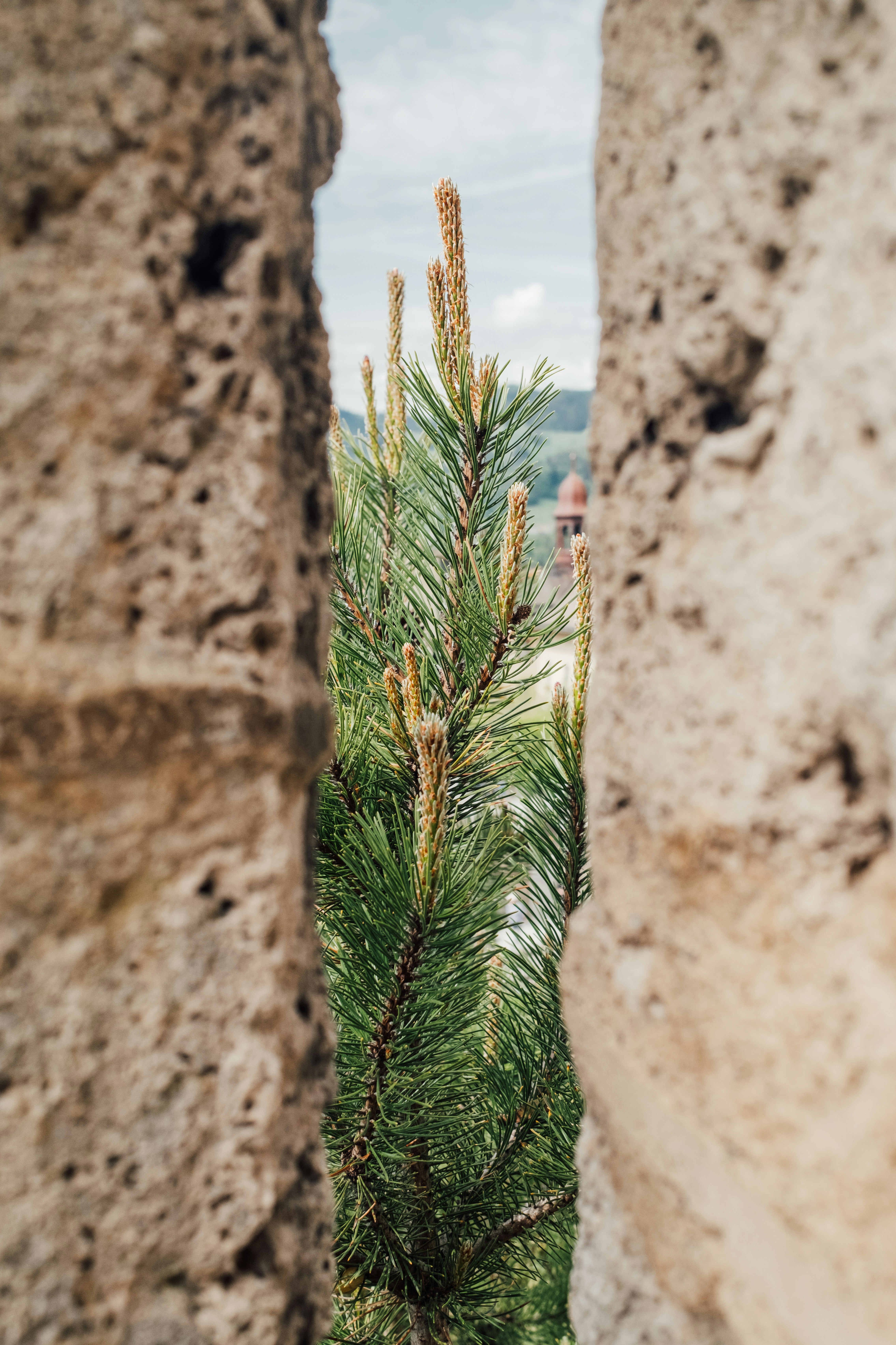 A pine tree branch framed by two rough stone walls with a distant tower