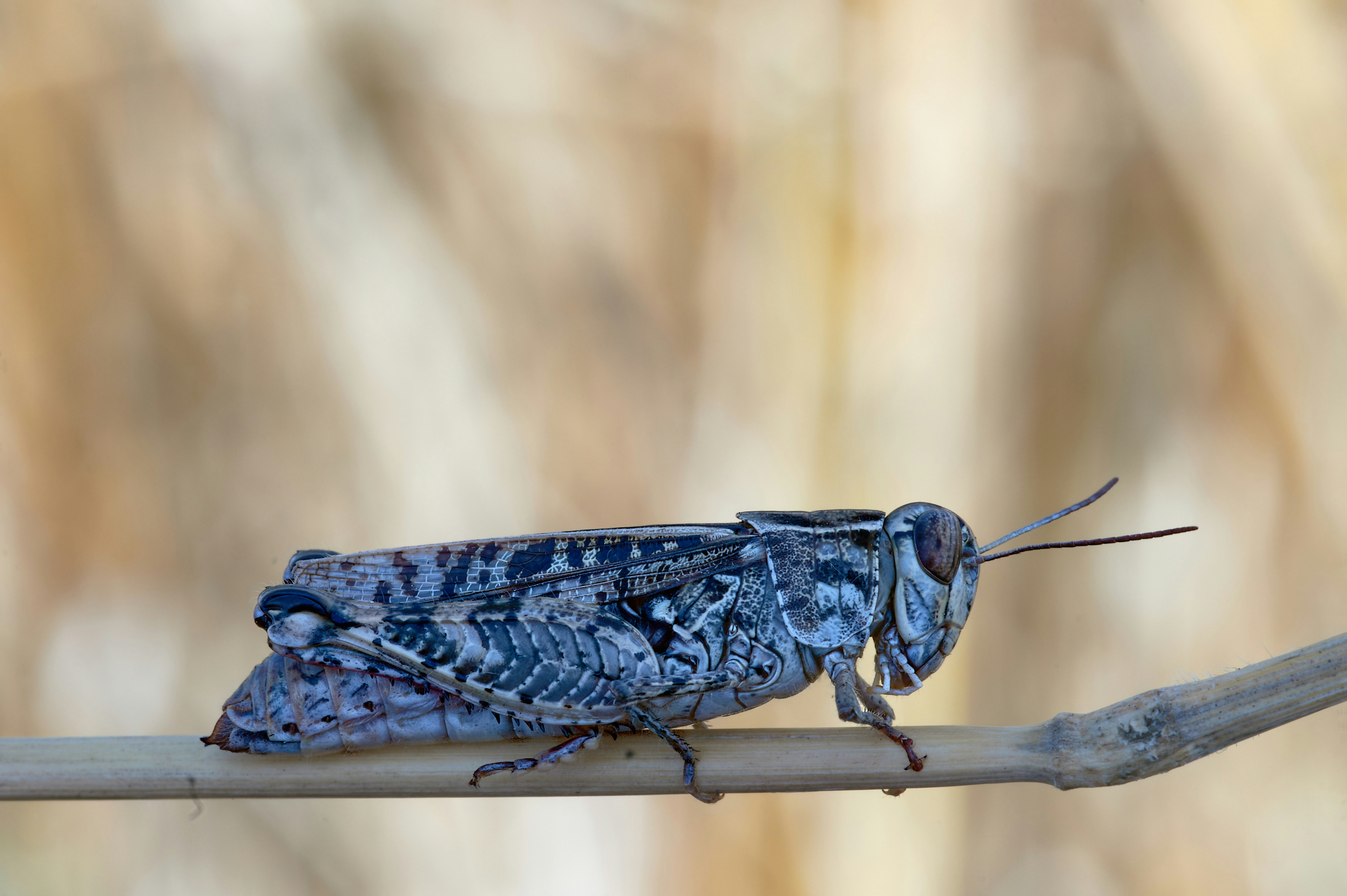 A grey and black grasshopper perched on a thin dry twig