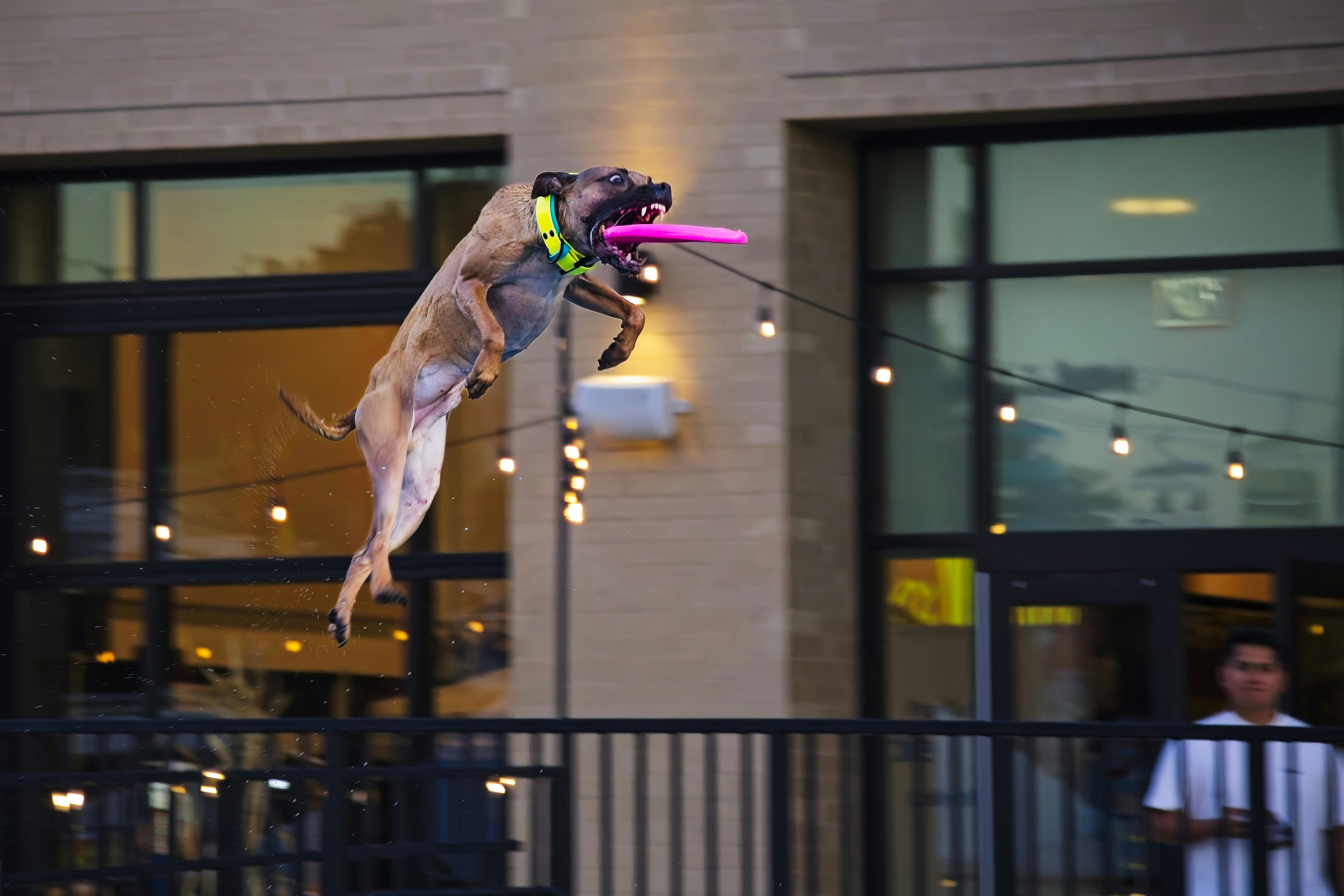 A brown dog leaping to catch a pink frisbee in front of a building