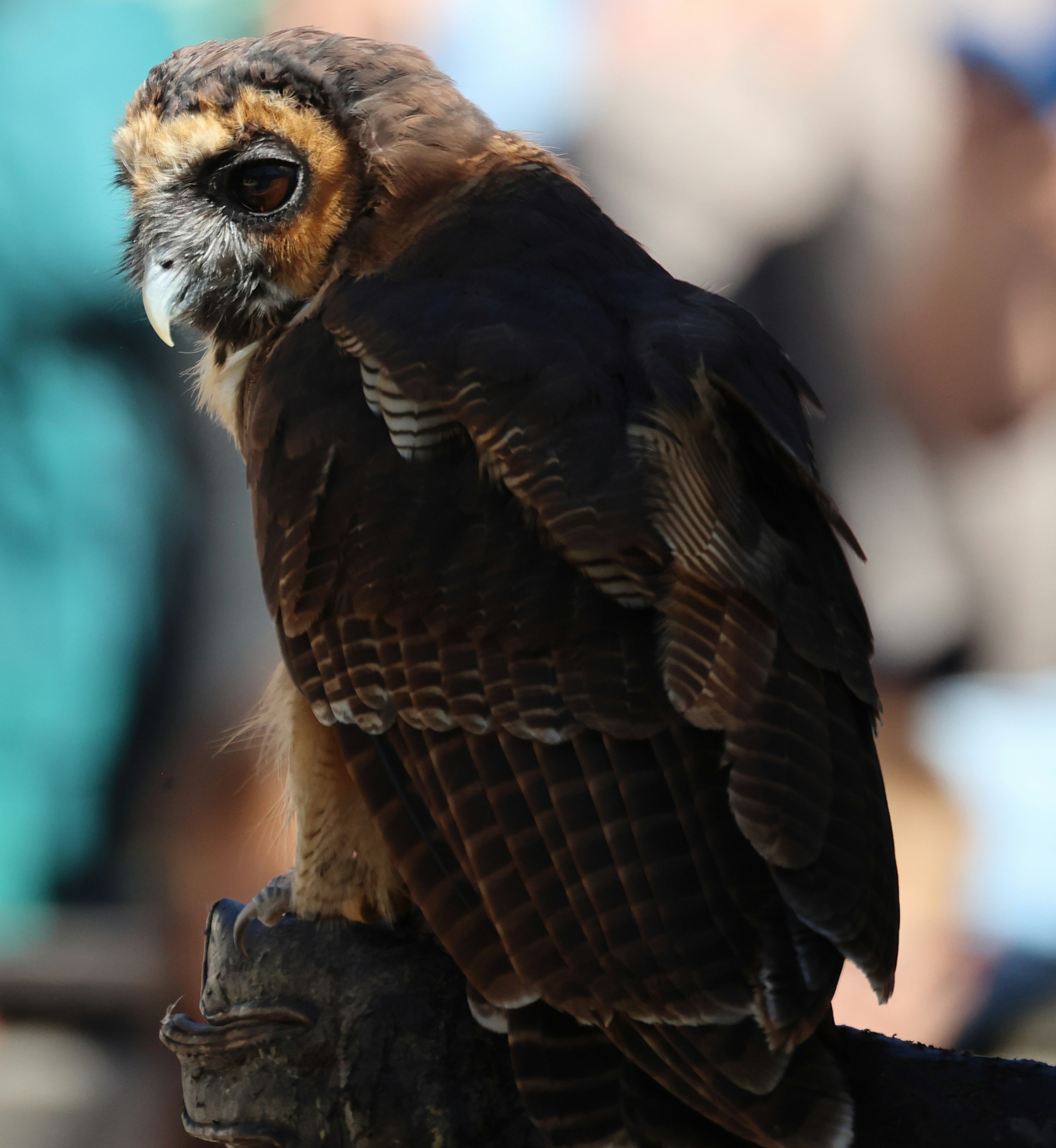 A brown owl with dark patterned feathers perched on a wooden post