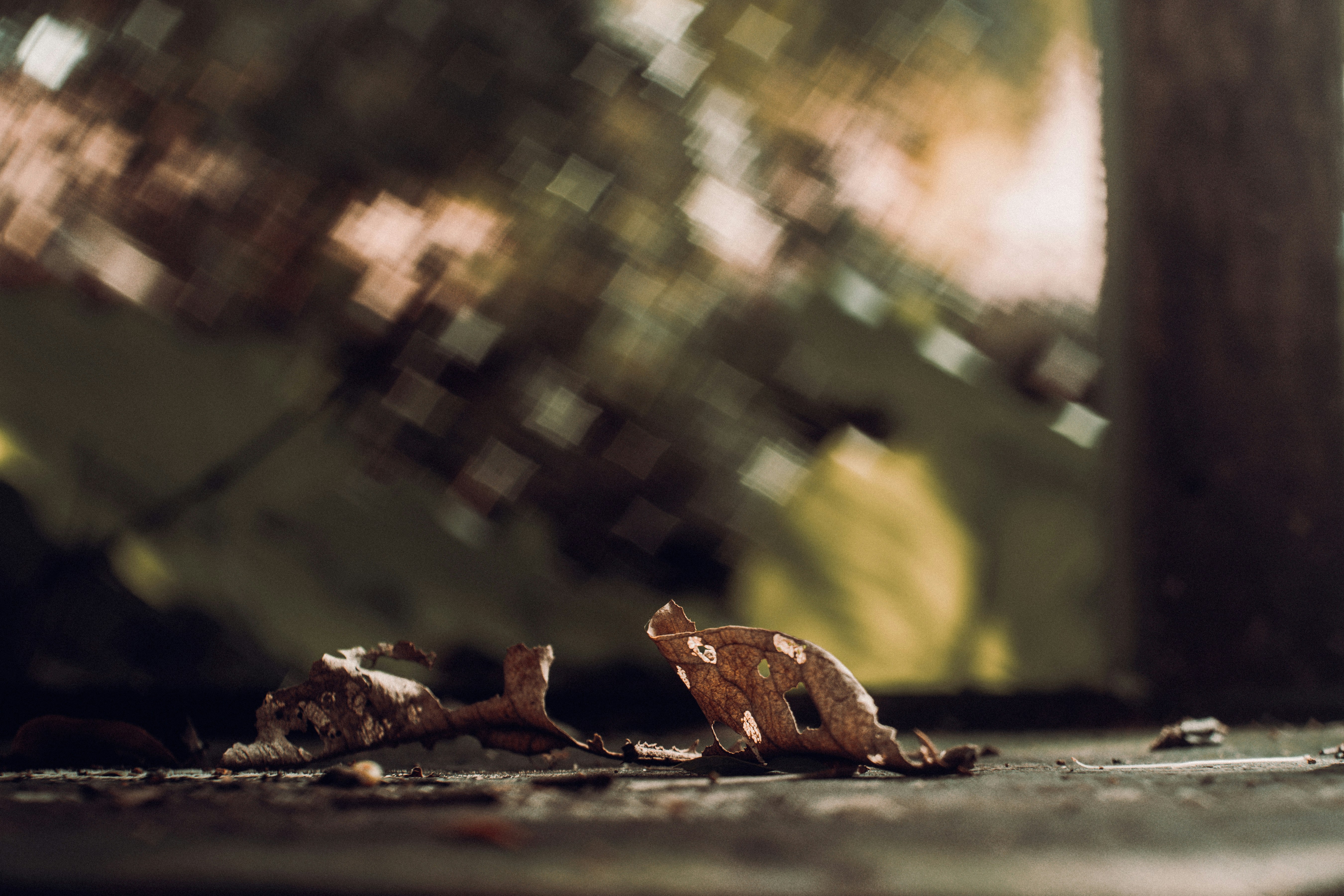 A dry brown leaf with holes on a dark surface with bokeh background