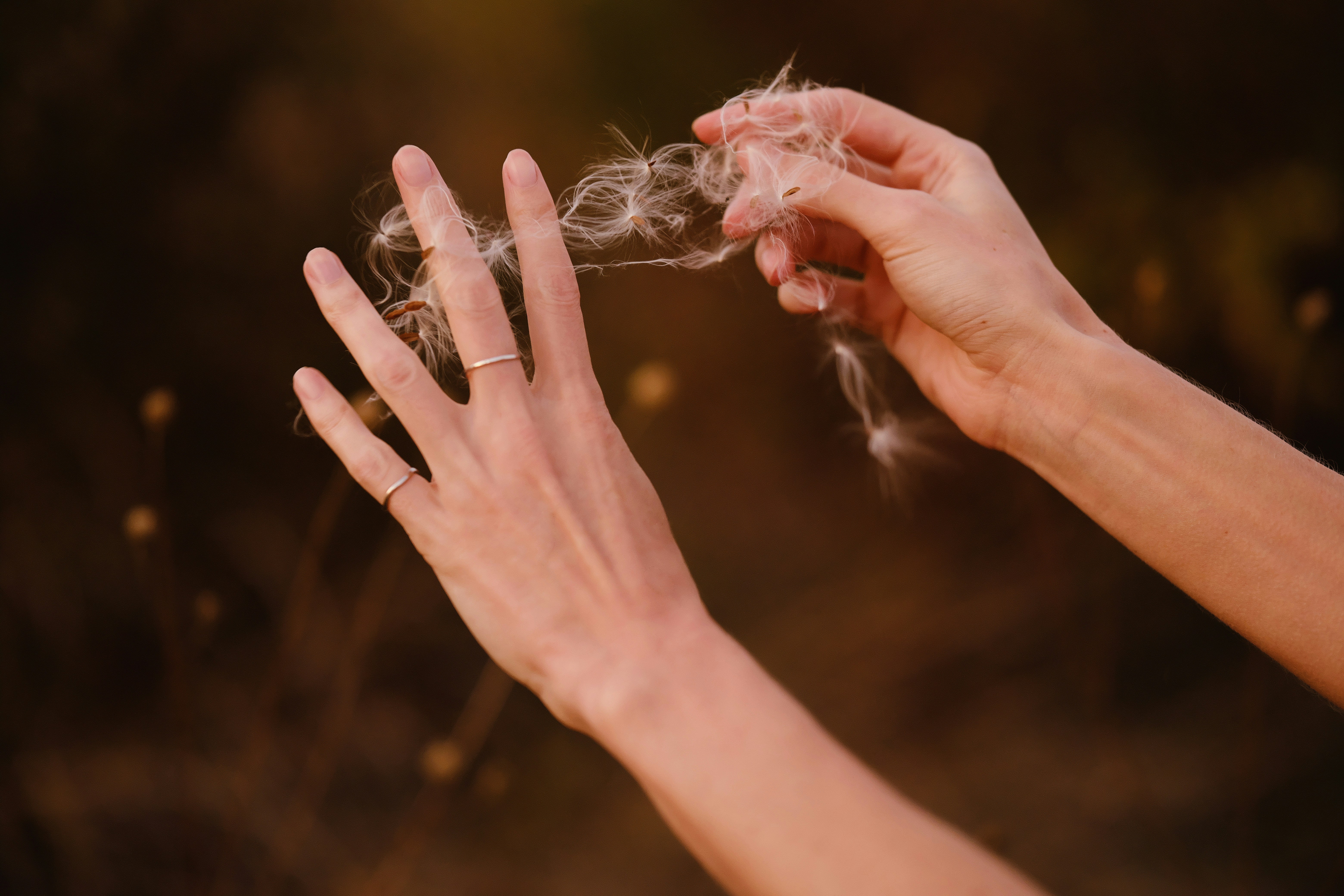 Hands holding delicate white milkweed seeds in a warm sunlit field