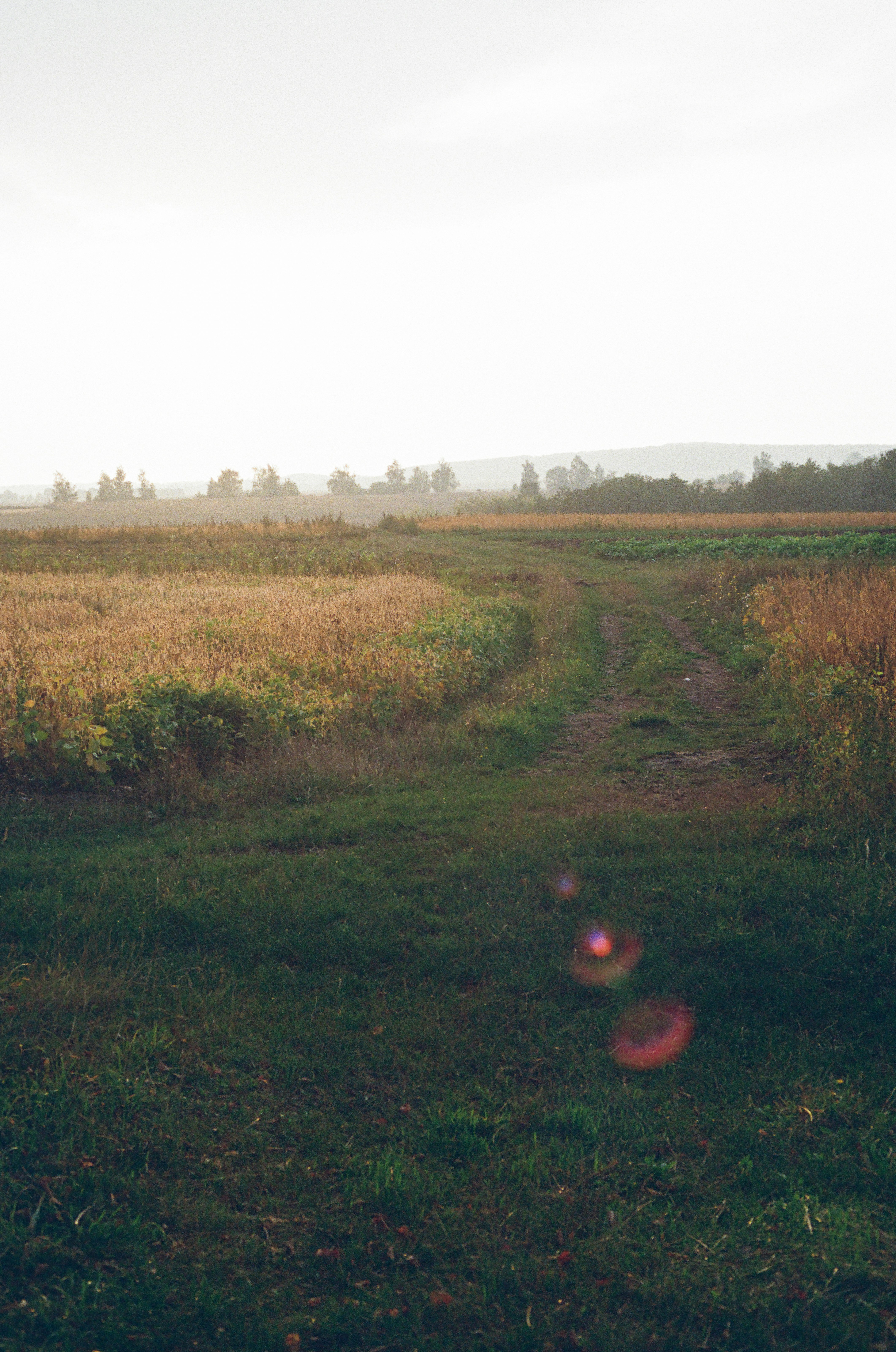 A dirt path through golden fields under a hazy sky with lens flare