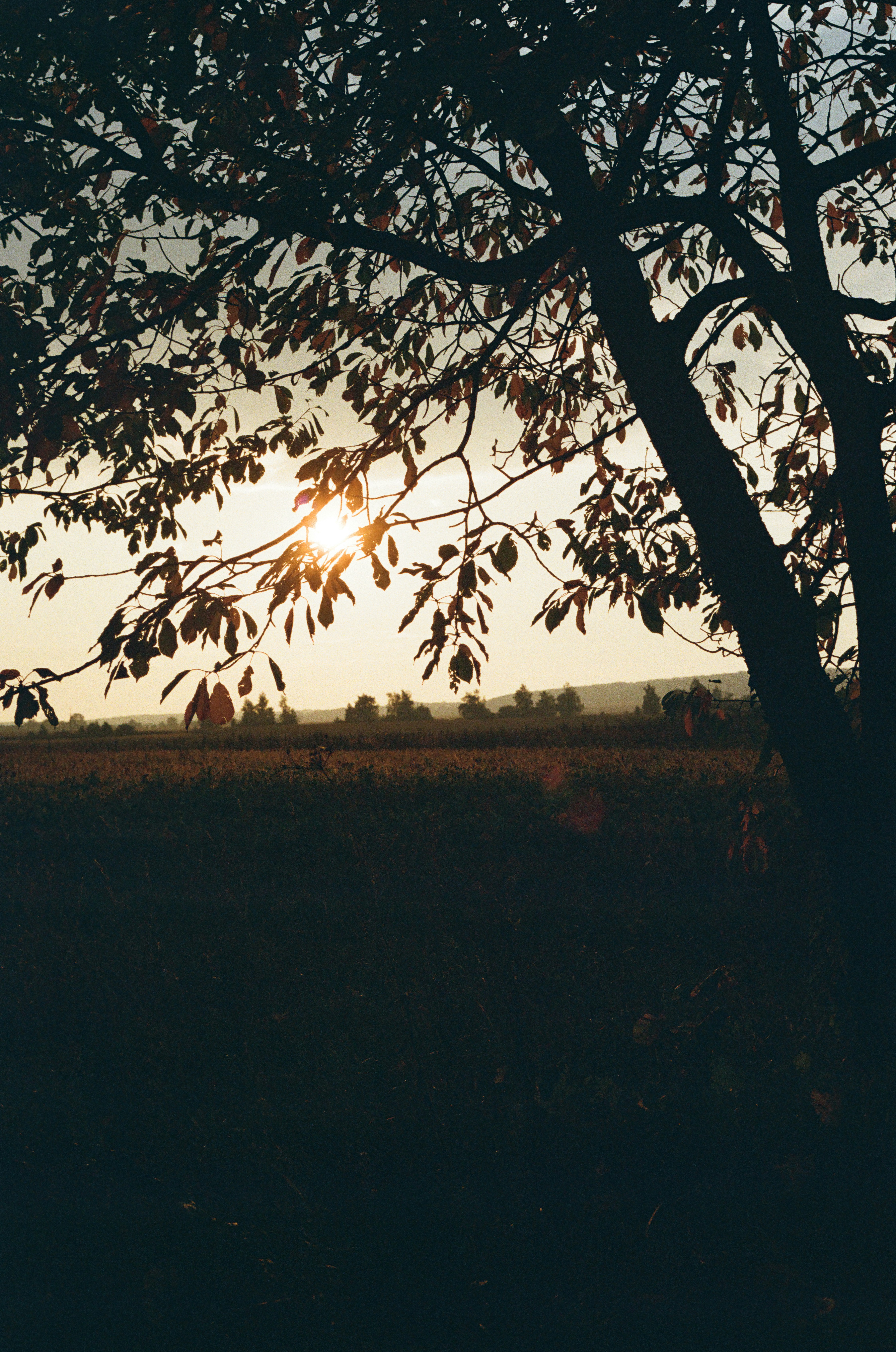 A tree silhouette with autumn leaves against a low sun over a field