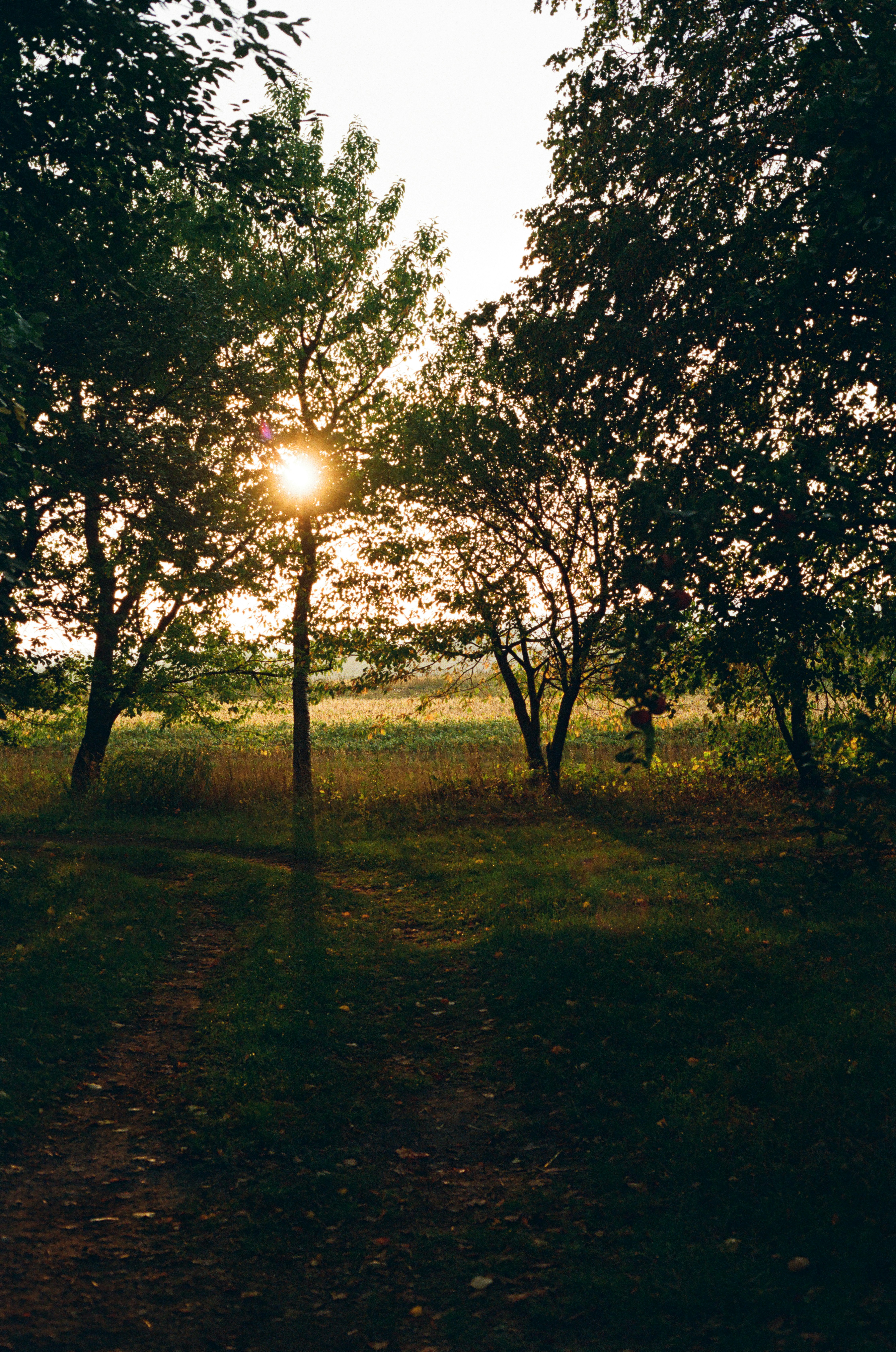 Low sun shining through trees onto a grassy path in a field