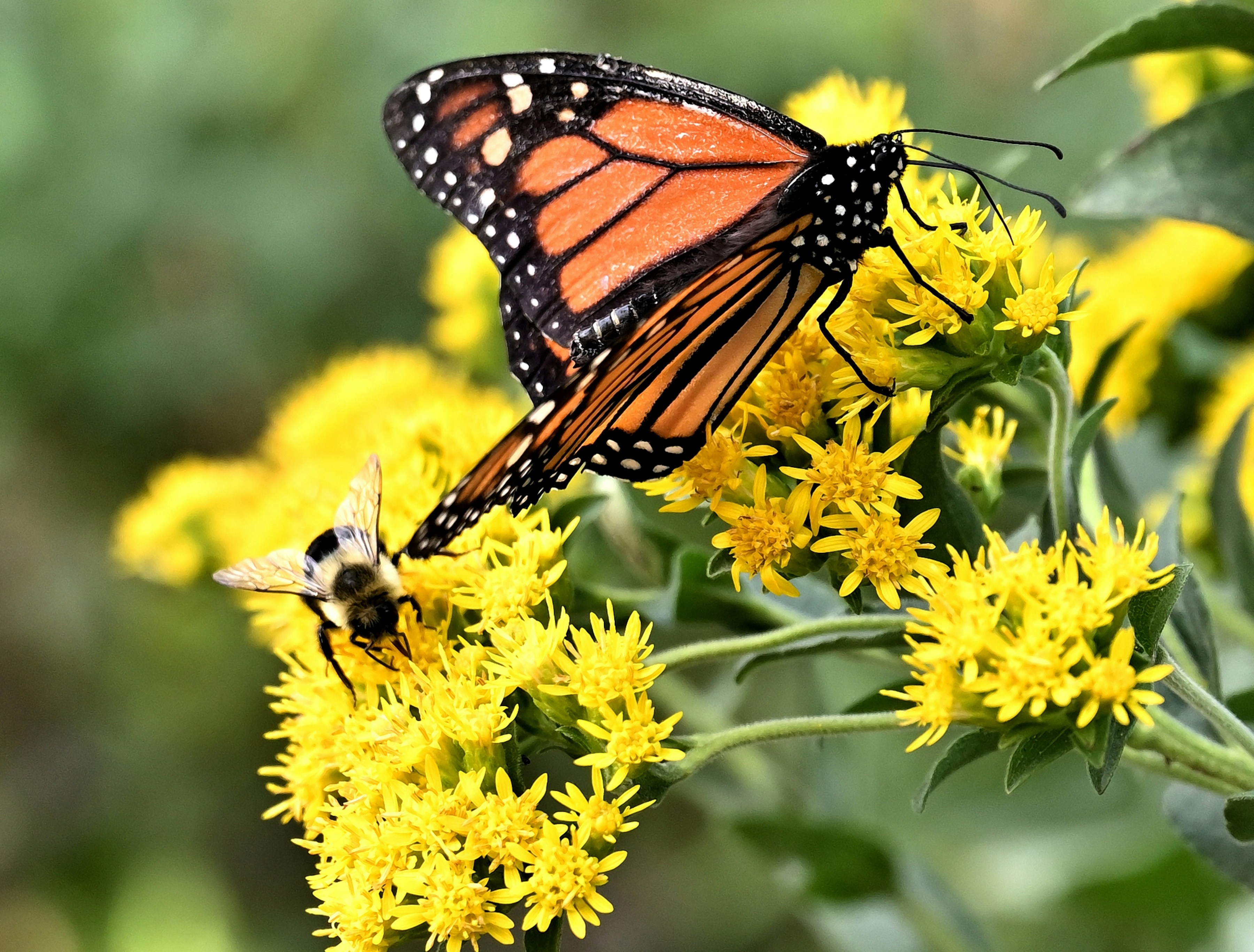 Monarch butterfly and bumblebee on flowers - Free Photo on Unsplash