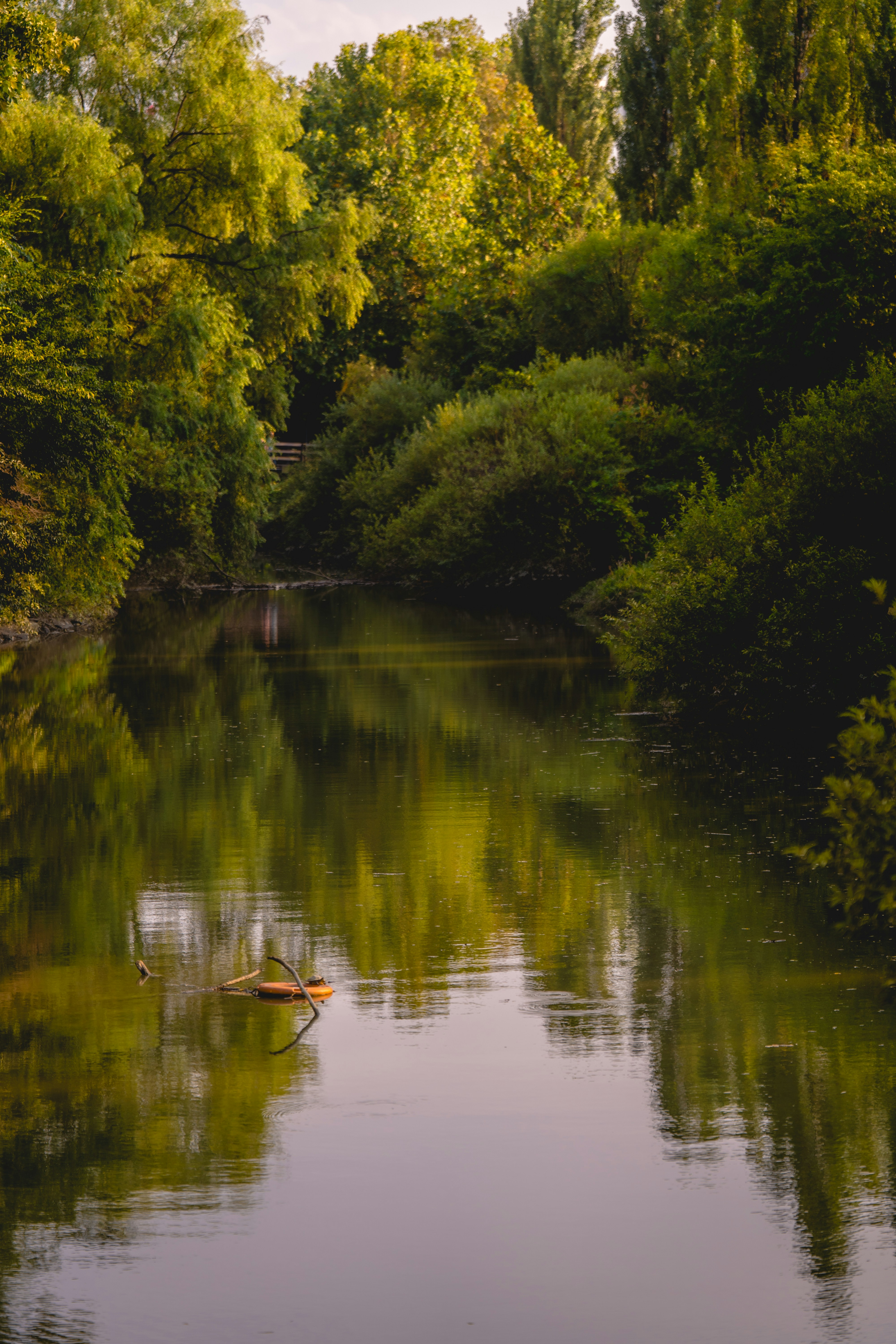 A small turtle resting on a floating orange lifebuoy in a calm river