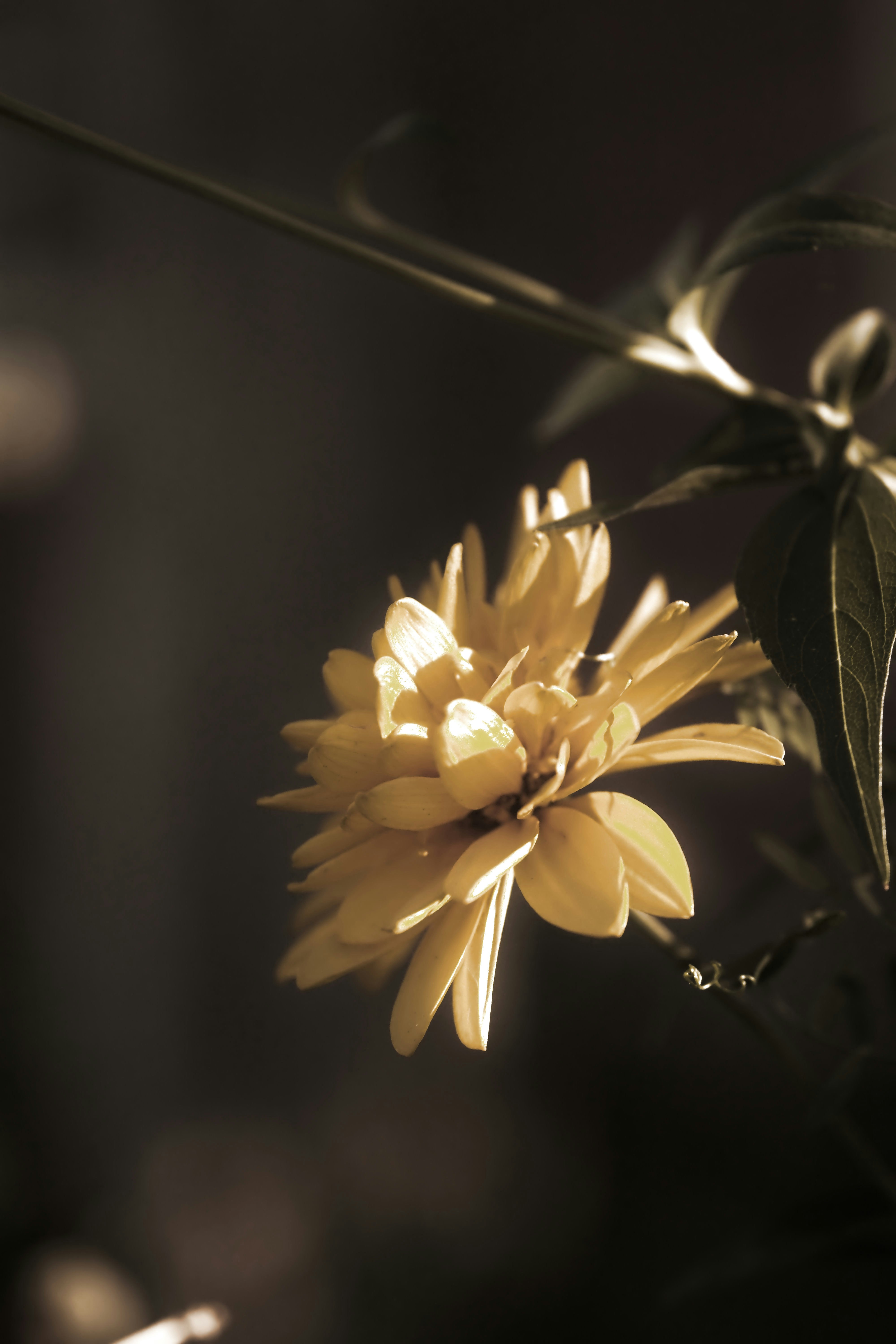 A yellow flower in bloom with dark green leaves against a dark background