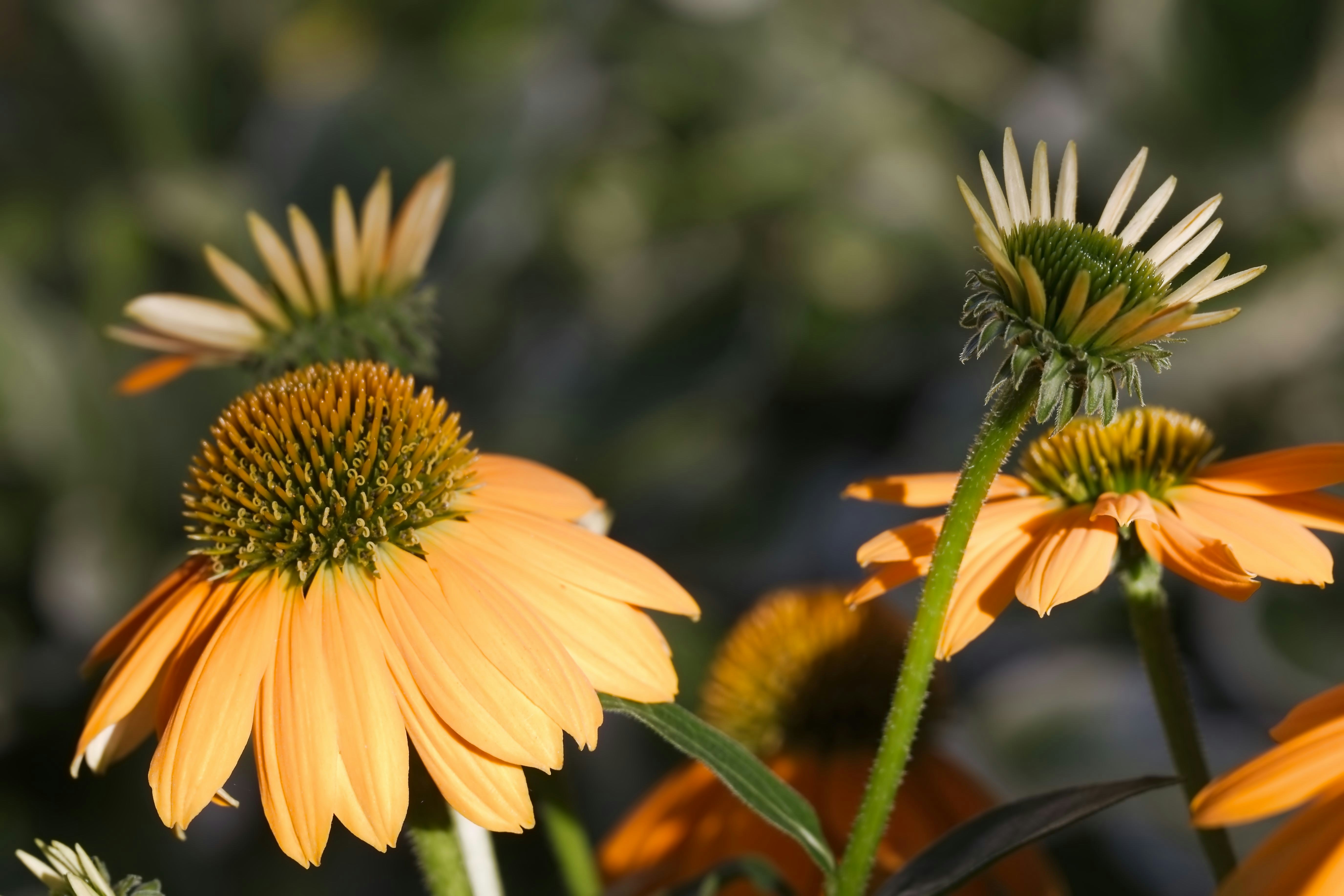 Orange coneflowers with prominent centers in a sunlit garden