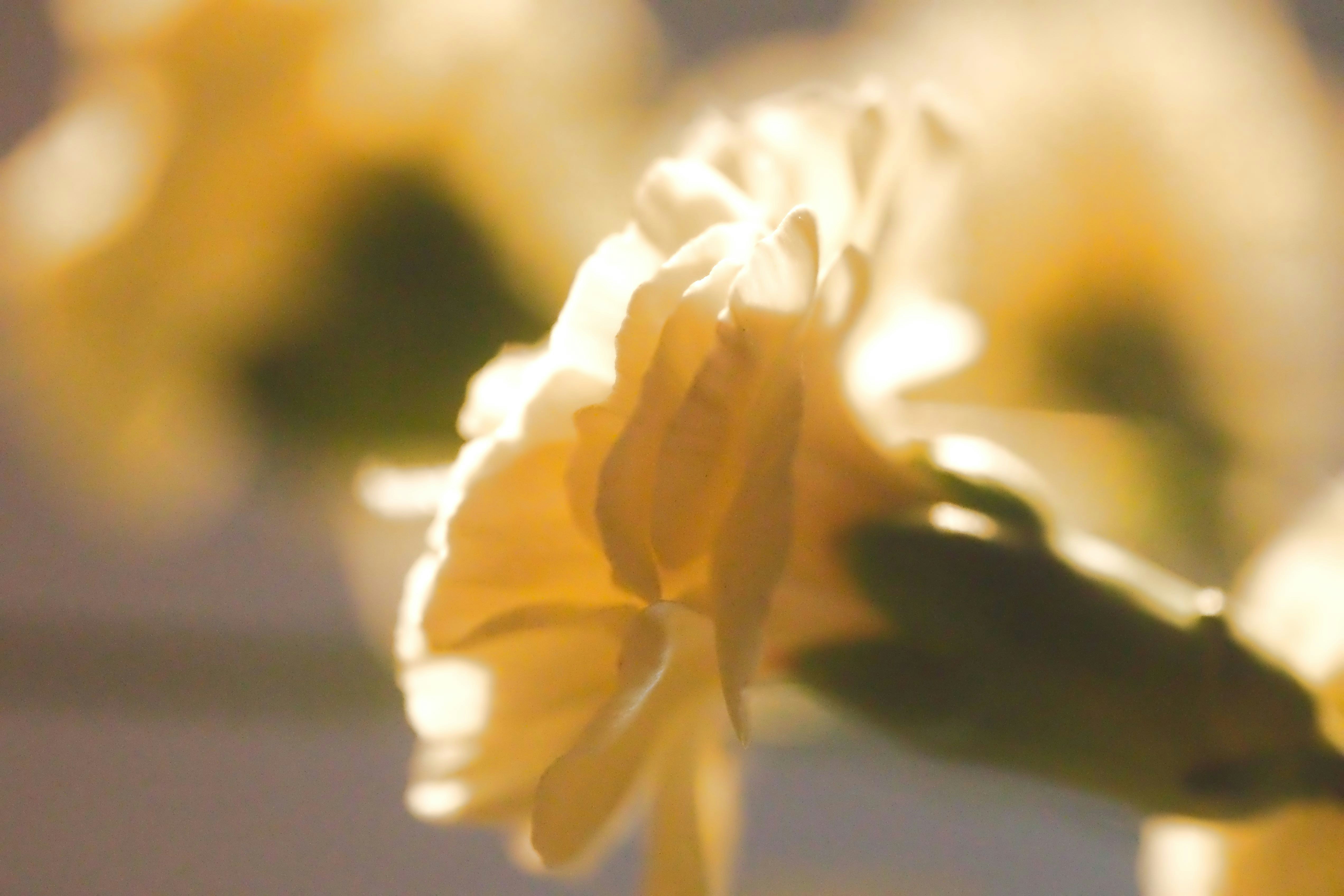 A pale yellow carnation flower backlit by warm golden light