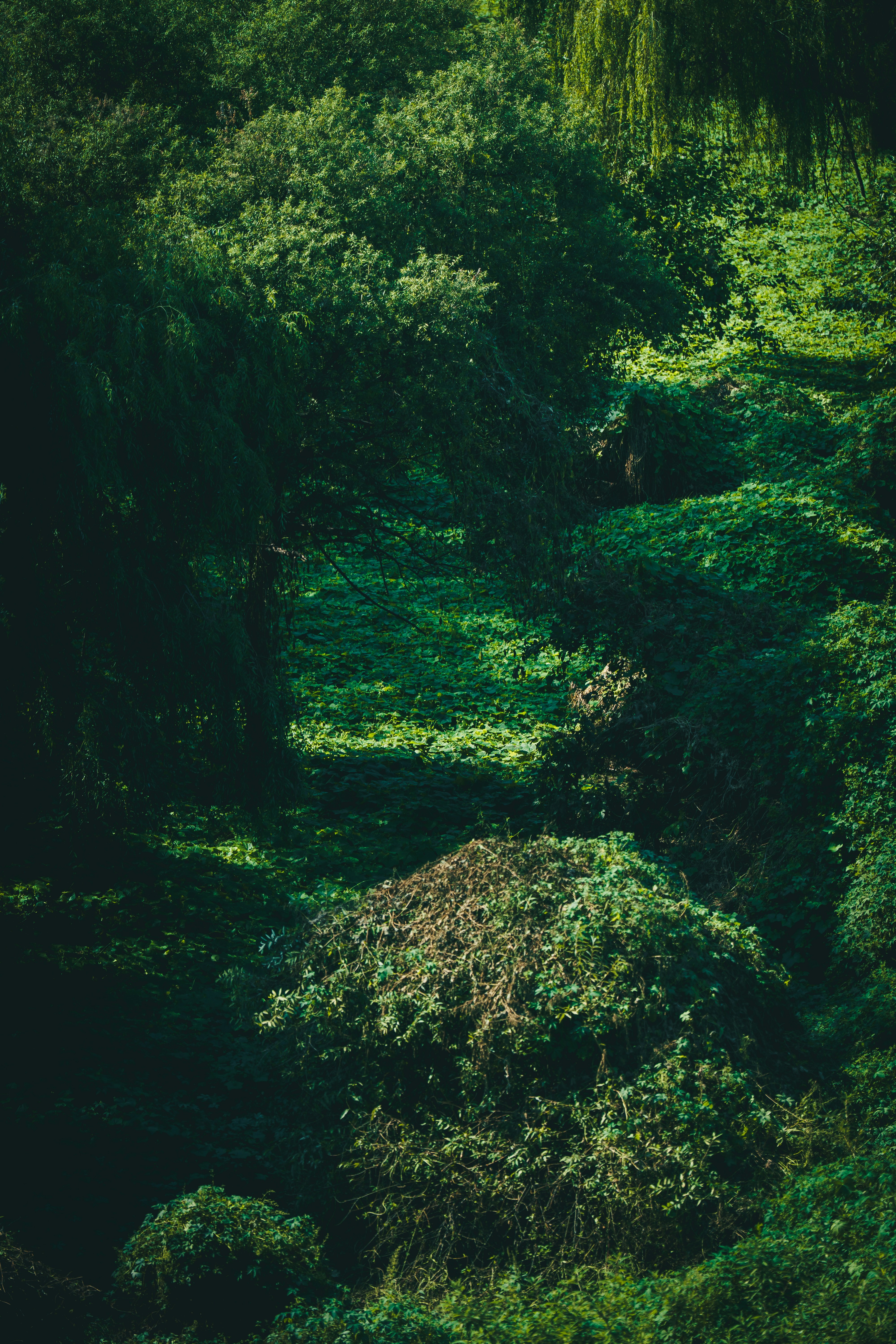 Dense green foliage and trees covering a shaded forest floor
