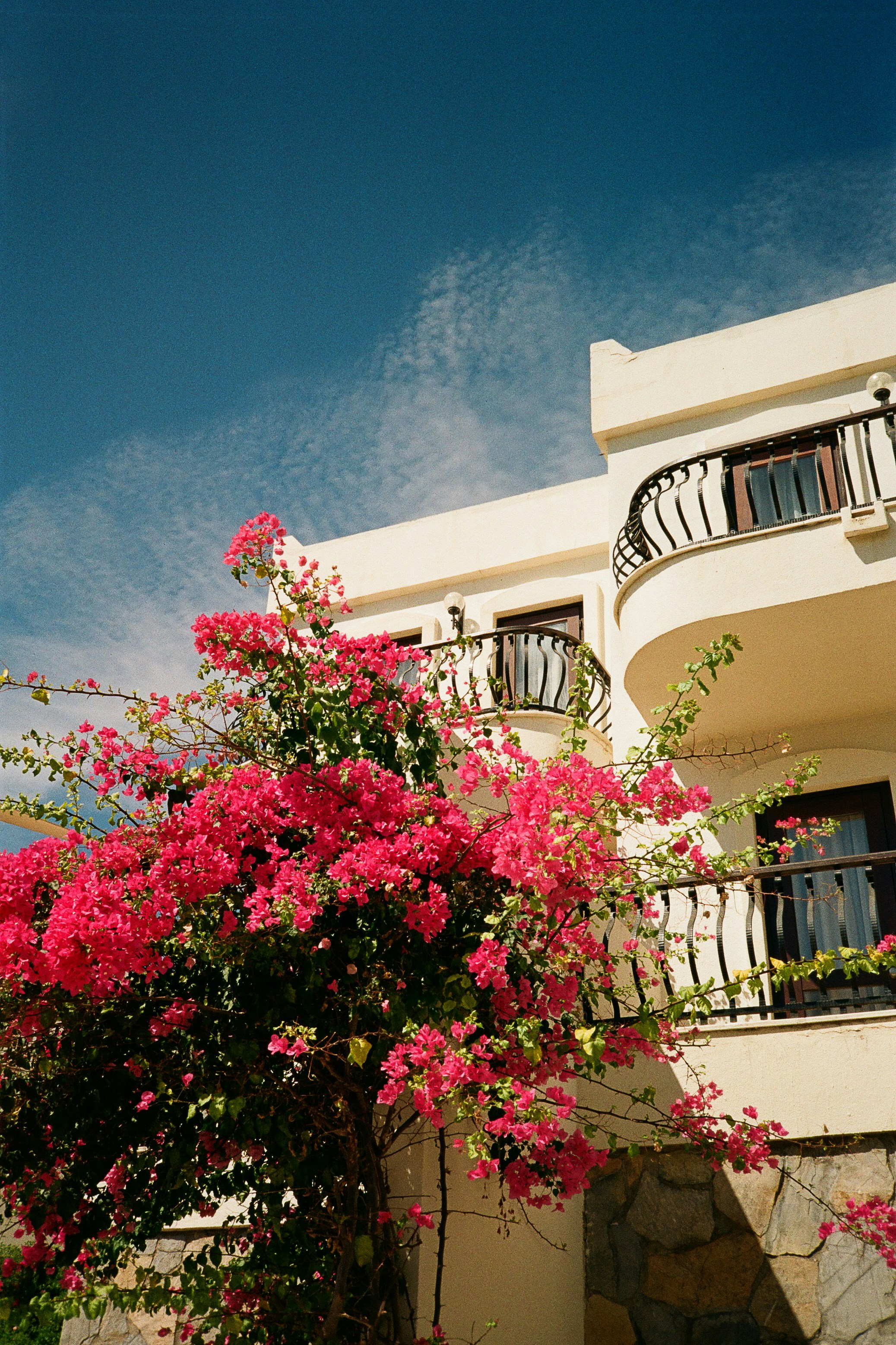 A white building with balconies behind a vibrant pink bougainvillea in Bodrum, Türkiye