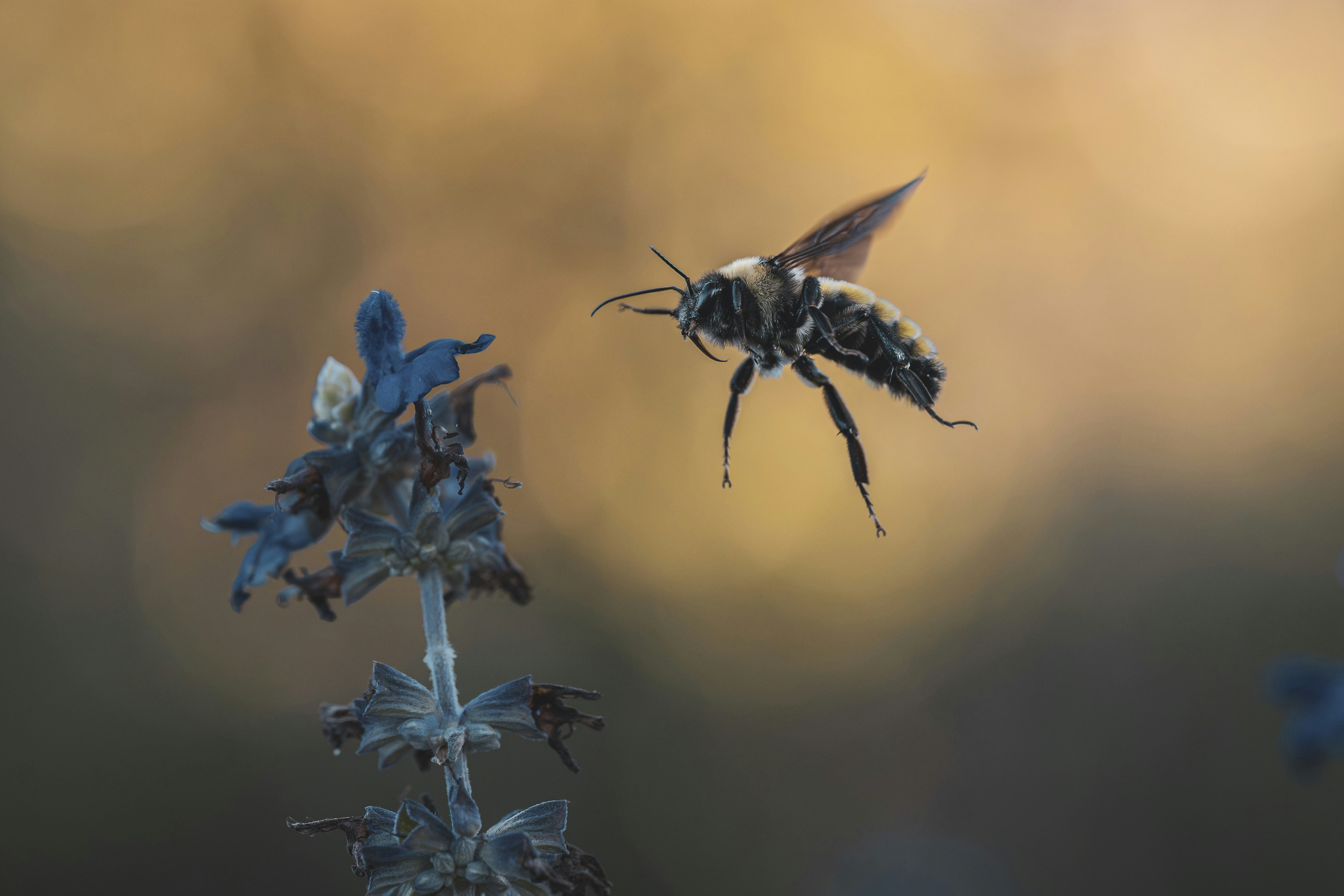 A fuzzy bumblebee hovering near a dark blue flower against a warm background