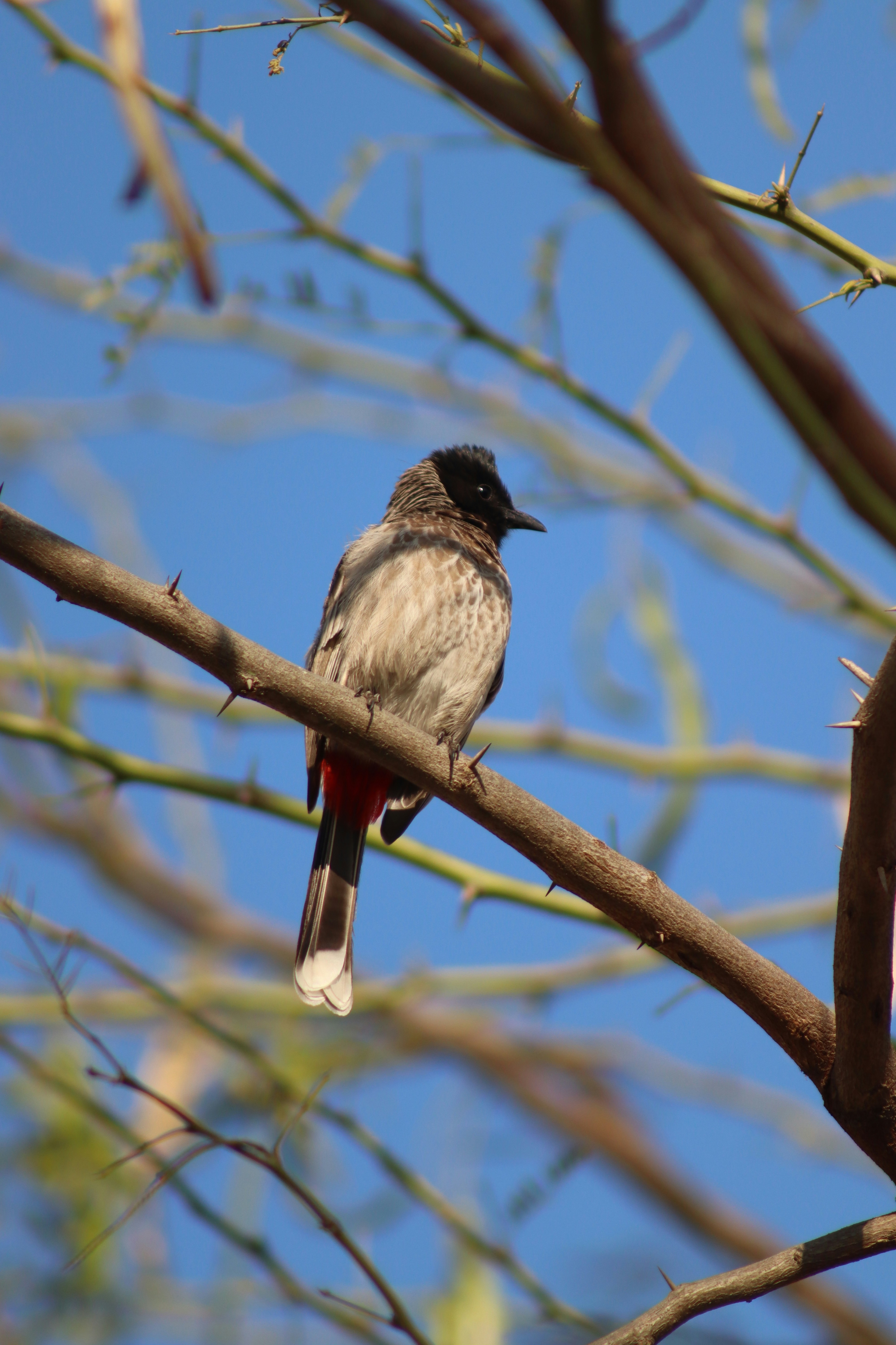 澄んだ青空を背景に、トゲのある枝に止まる赤い排気口のブルブル(雄鳥)が