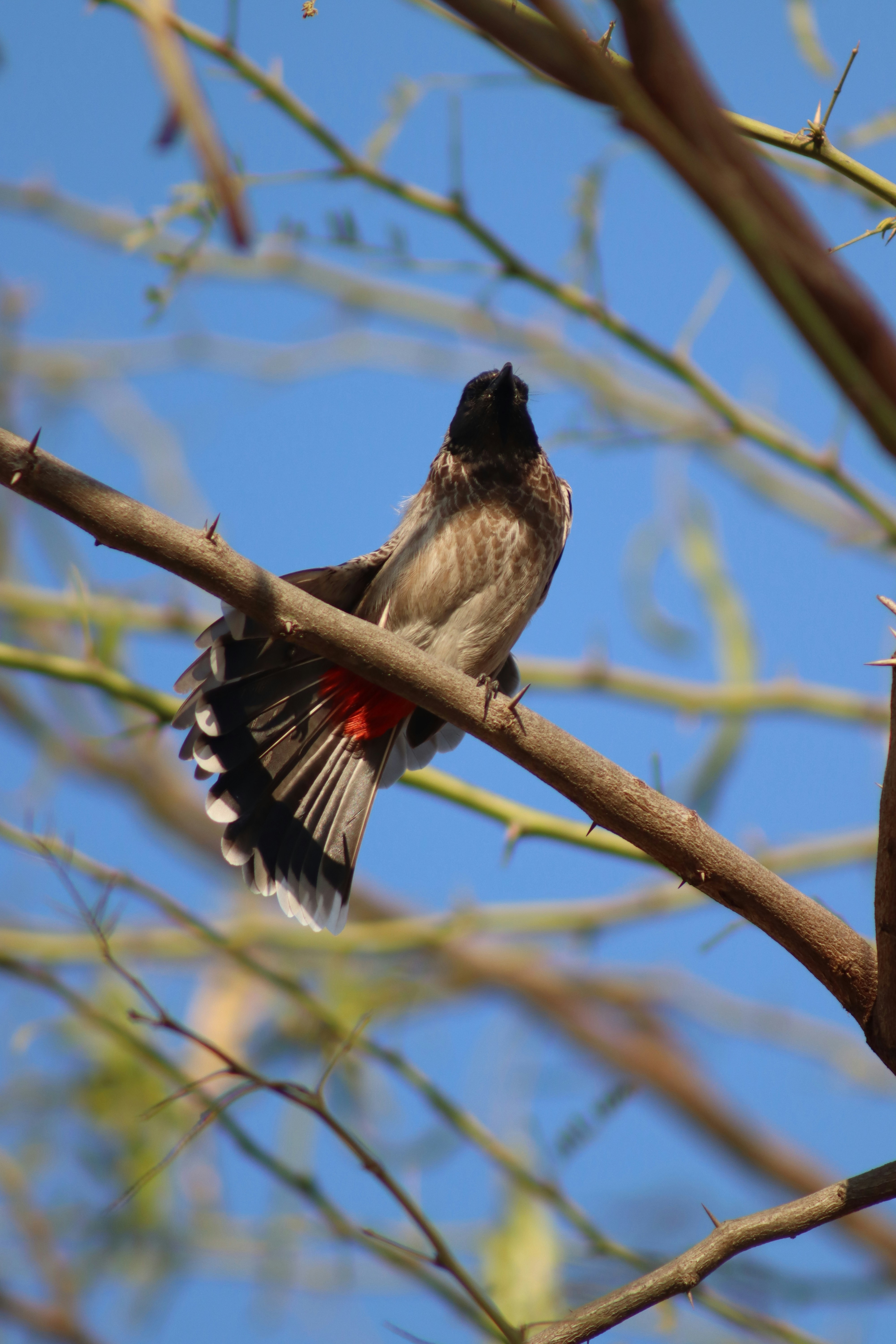 澄んだ青空を背景に、トゲのある枝に止まる赤い排気口のブルブル(雄鳥)が