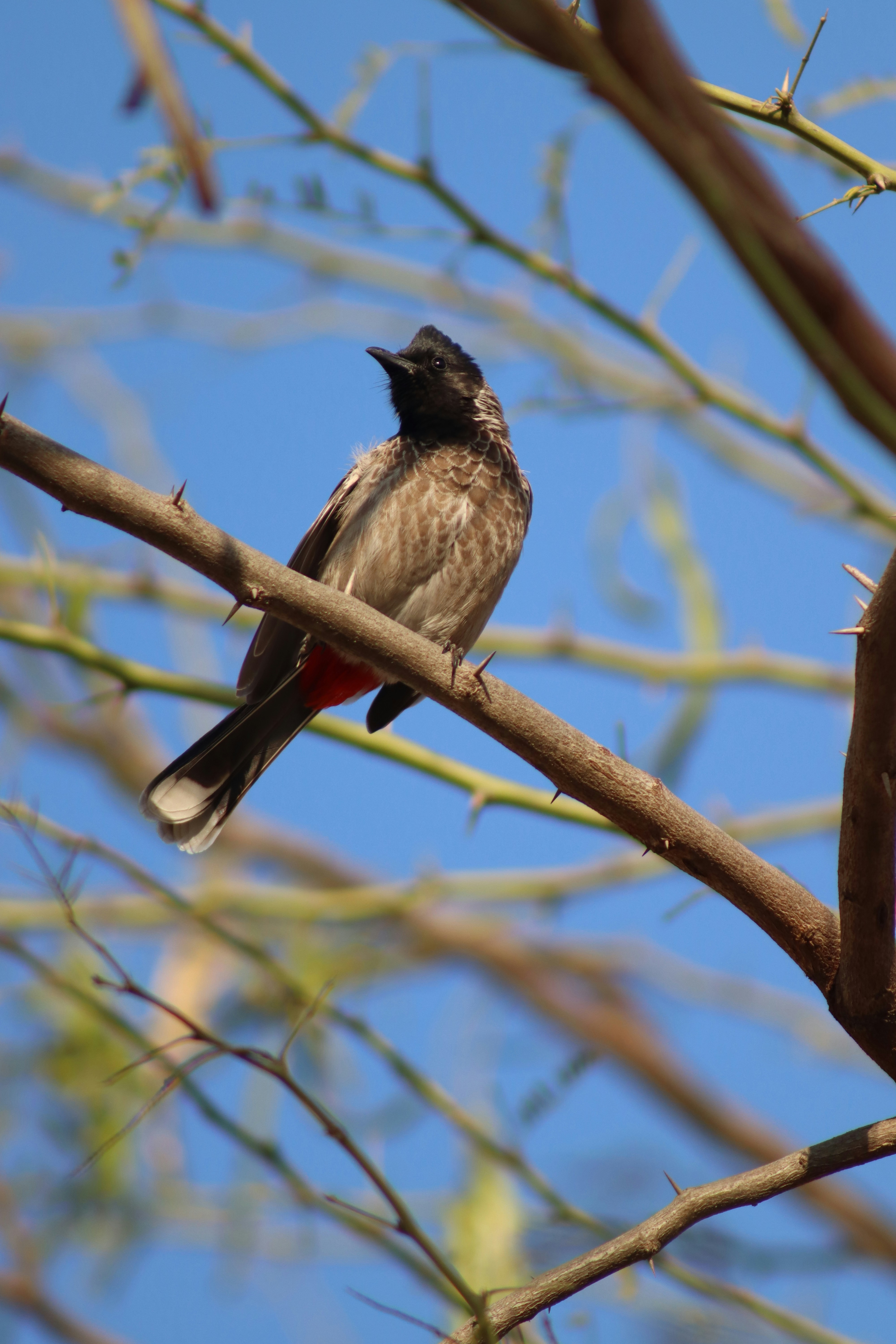 澄んだ青空を背景に、トゲのある枝に止まる赤い排気口のブルブル(雄鳥)が