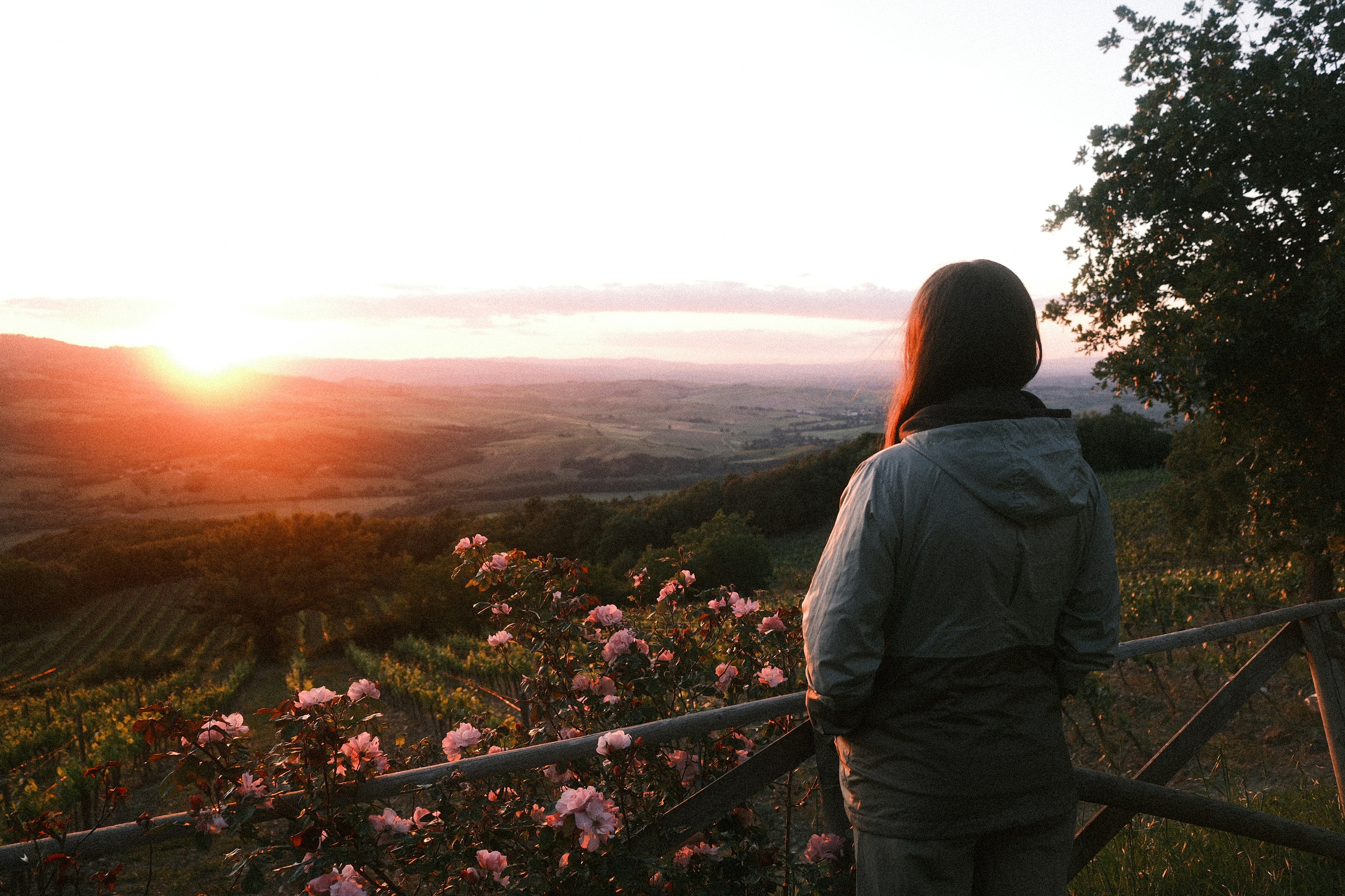 A person in a jacket looking over a vineyard at low sun