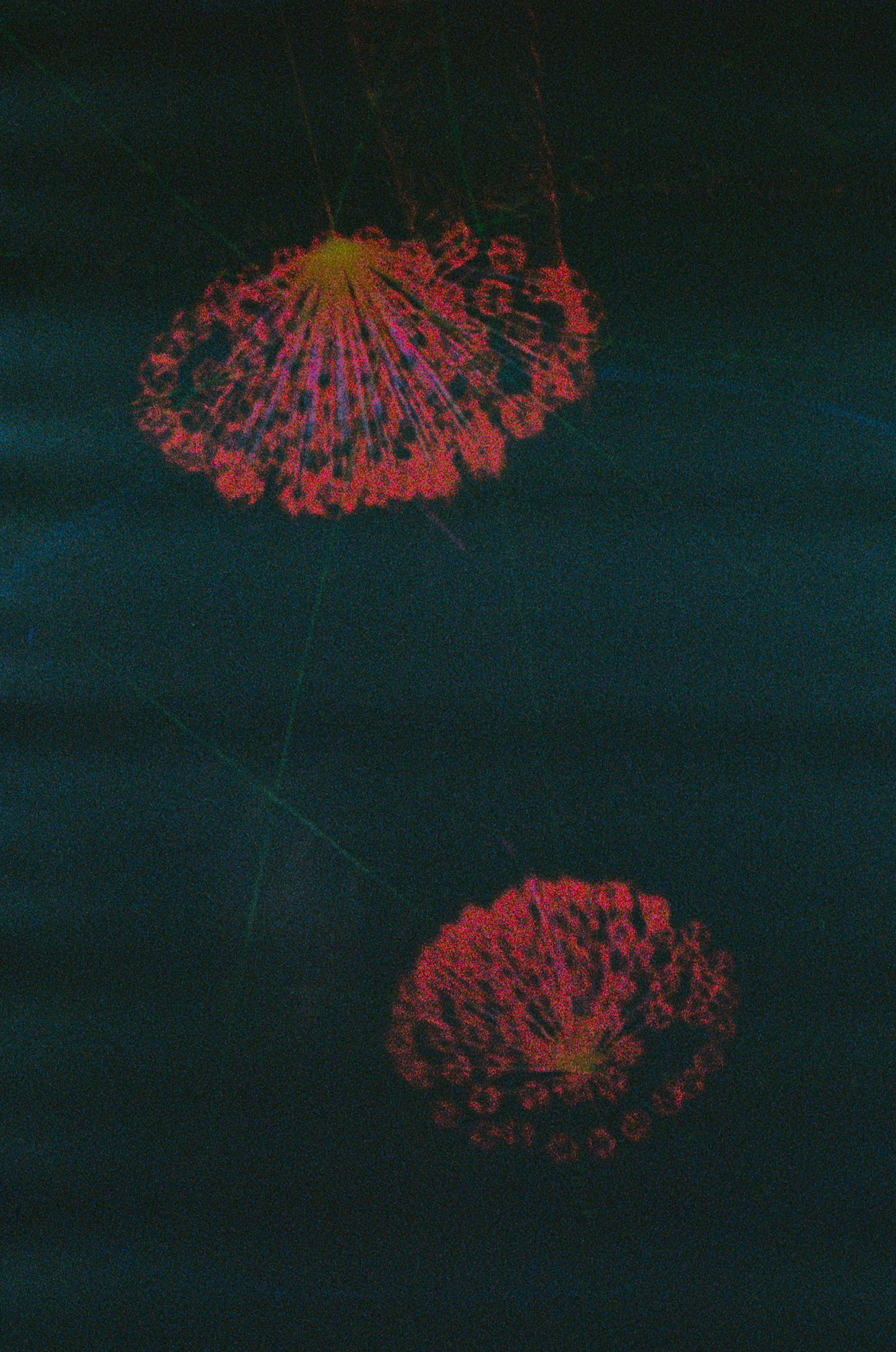 Two red dandelion seed heads glowing against a dark textured background