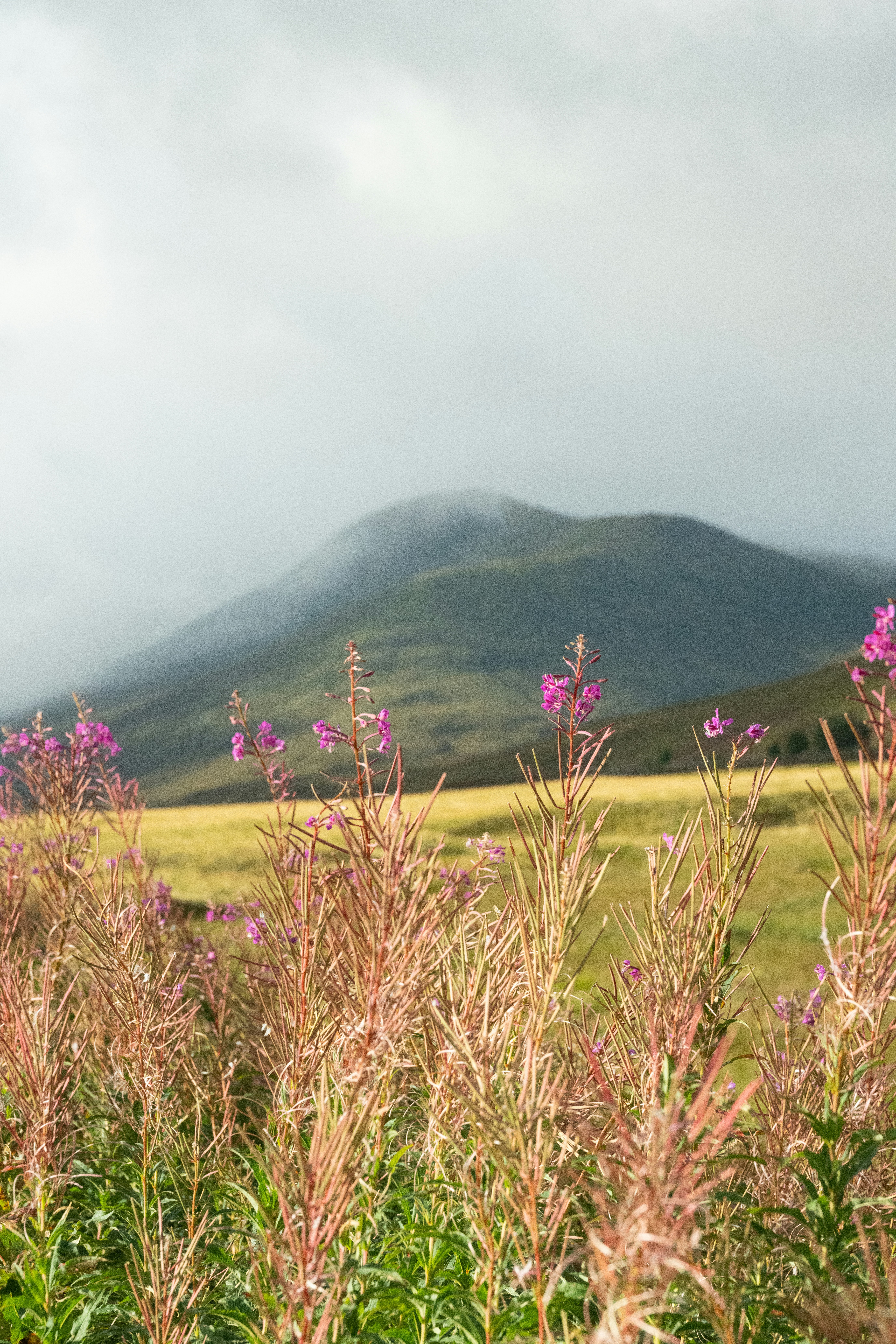 Pink fireweed flowers in a grassy field before a misty green mountain