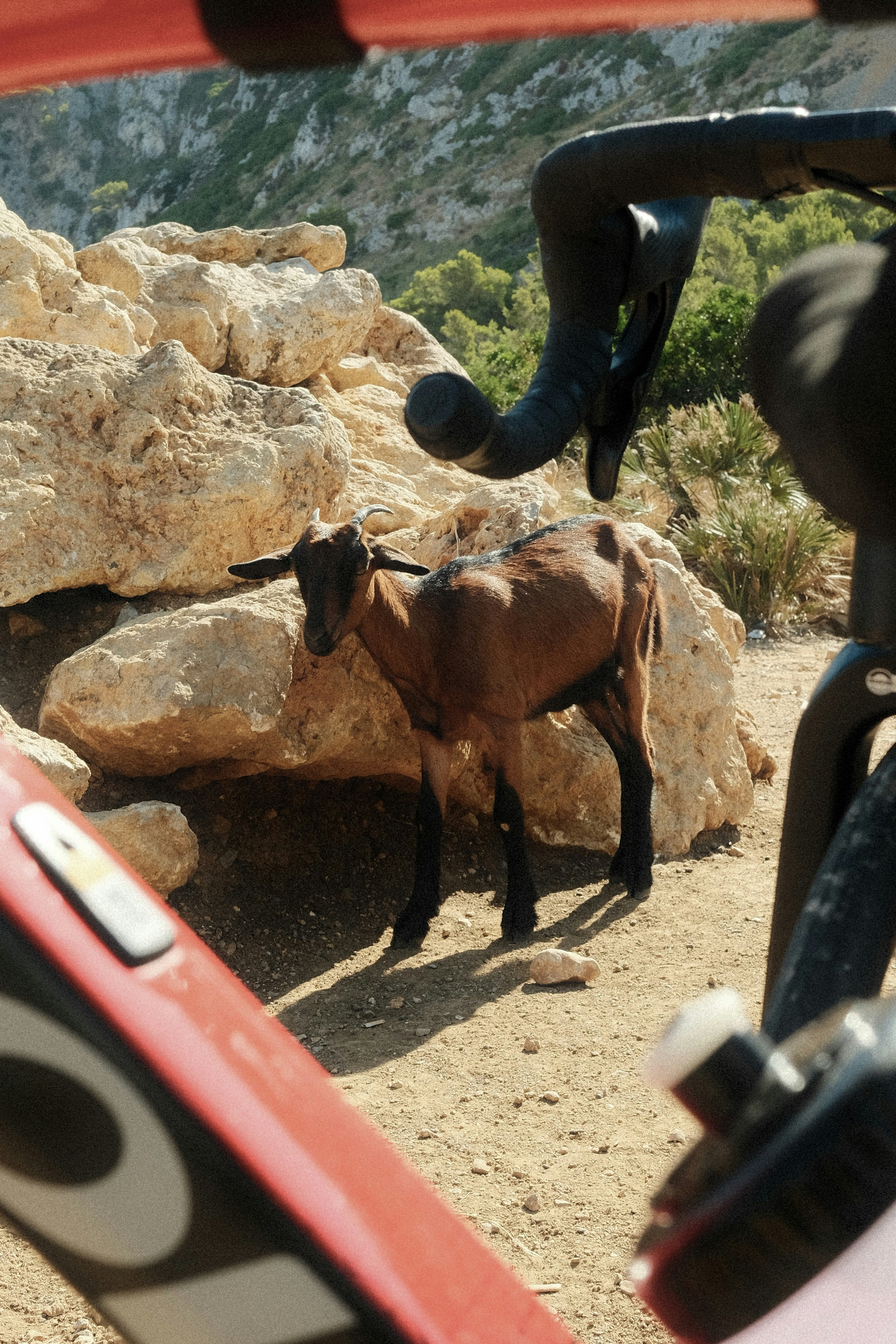 A brown goat standing by large rocks on a dirt path