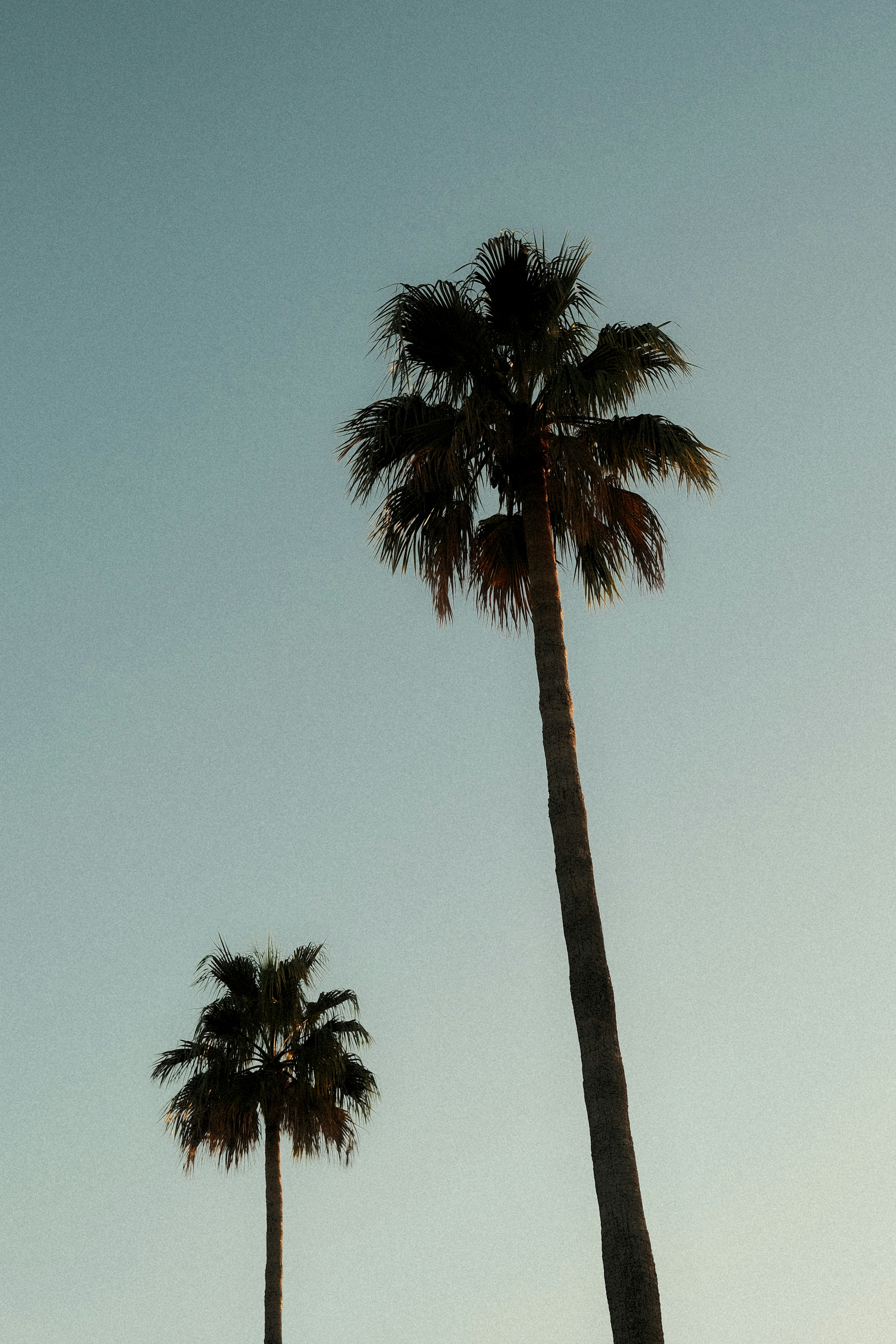 Two palm trees against a clear light blue sky at golden hour