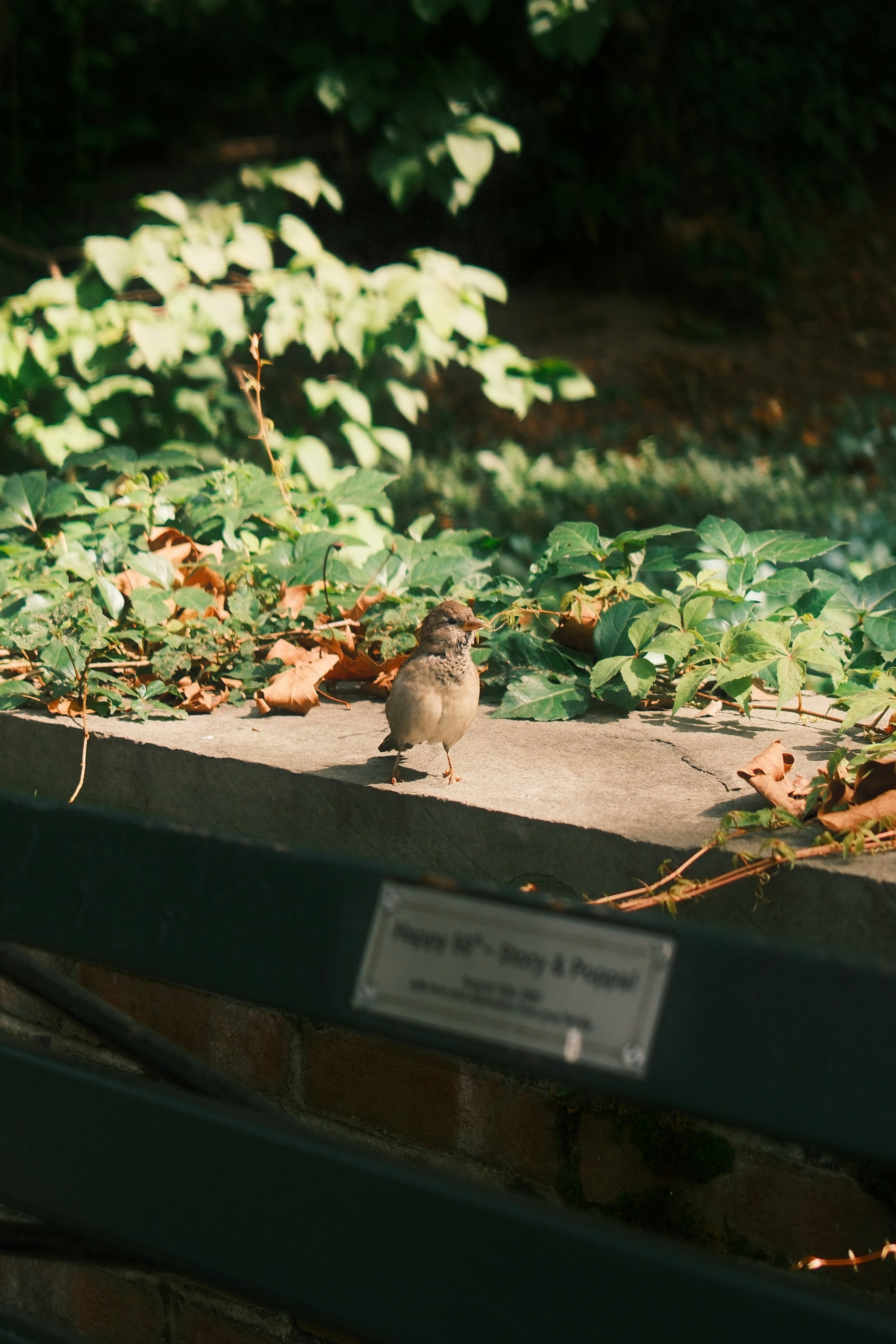 A small brown sparrow on a stone wall surrounded by green ivy leaves