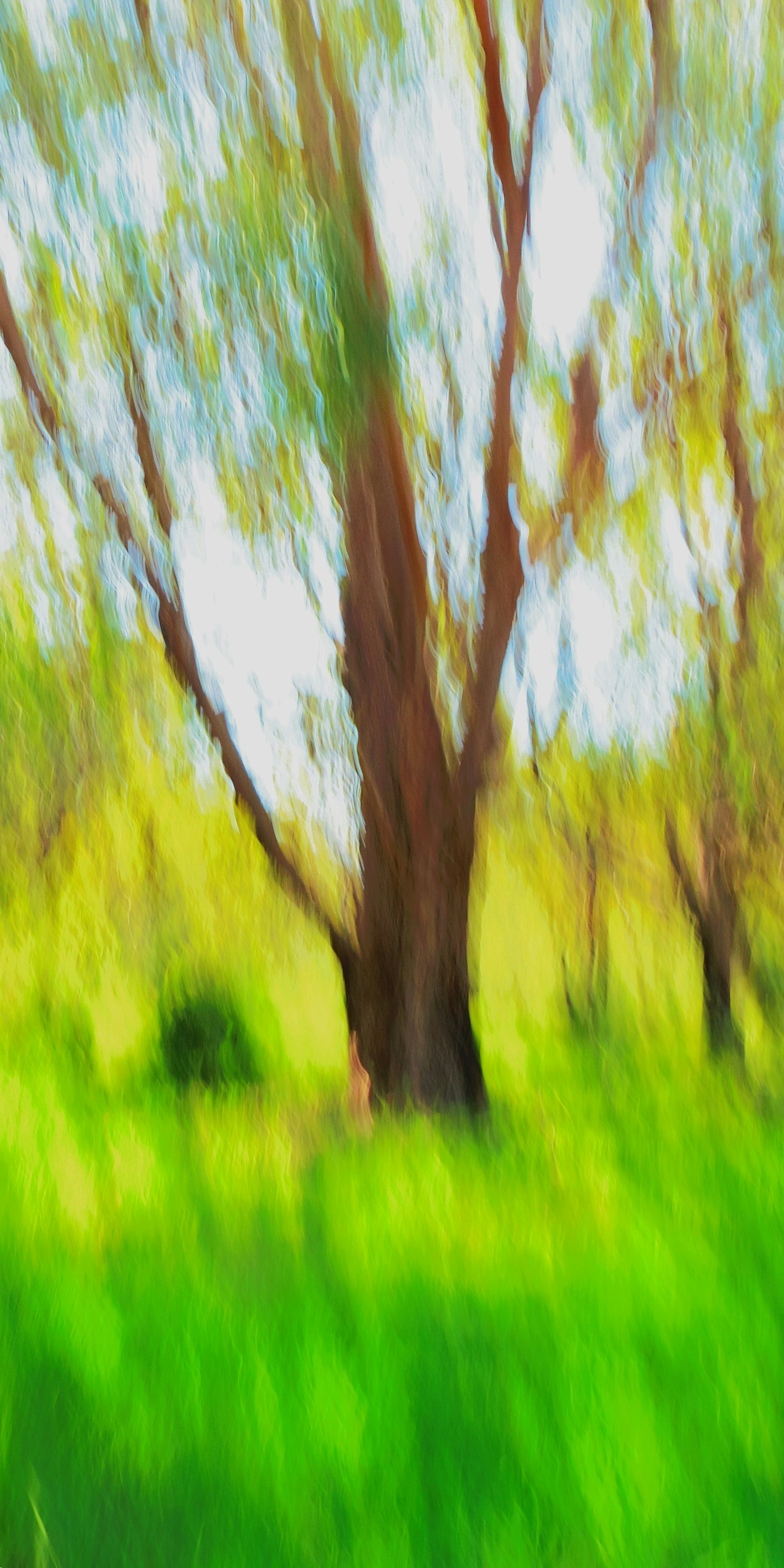 A tree trunk with motion blur in a bright green forest