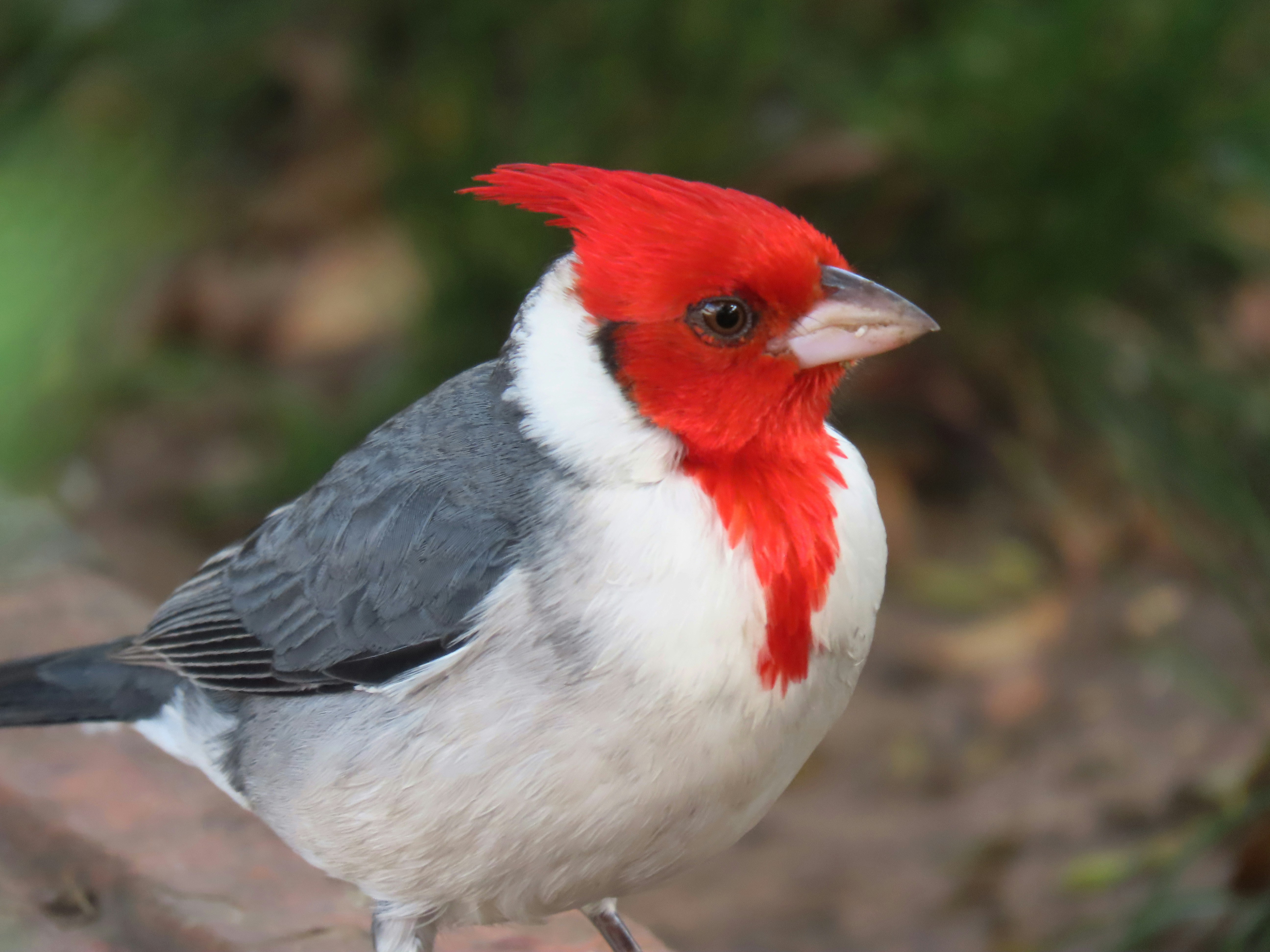 Red-crested cardinal with grey wings - Free Photo on Unsplash