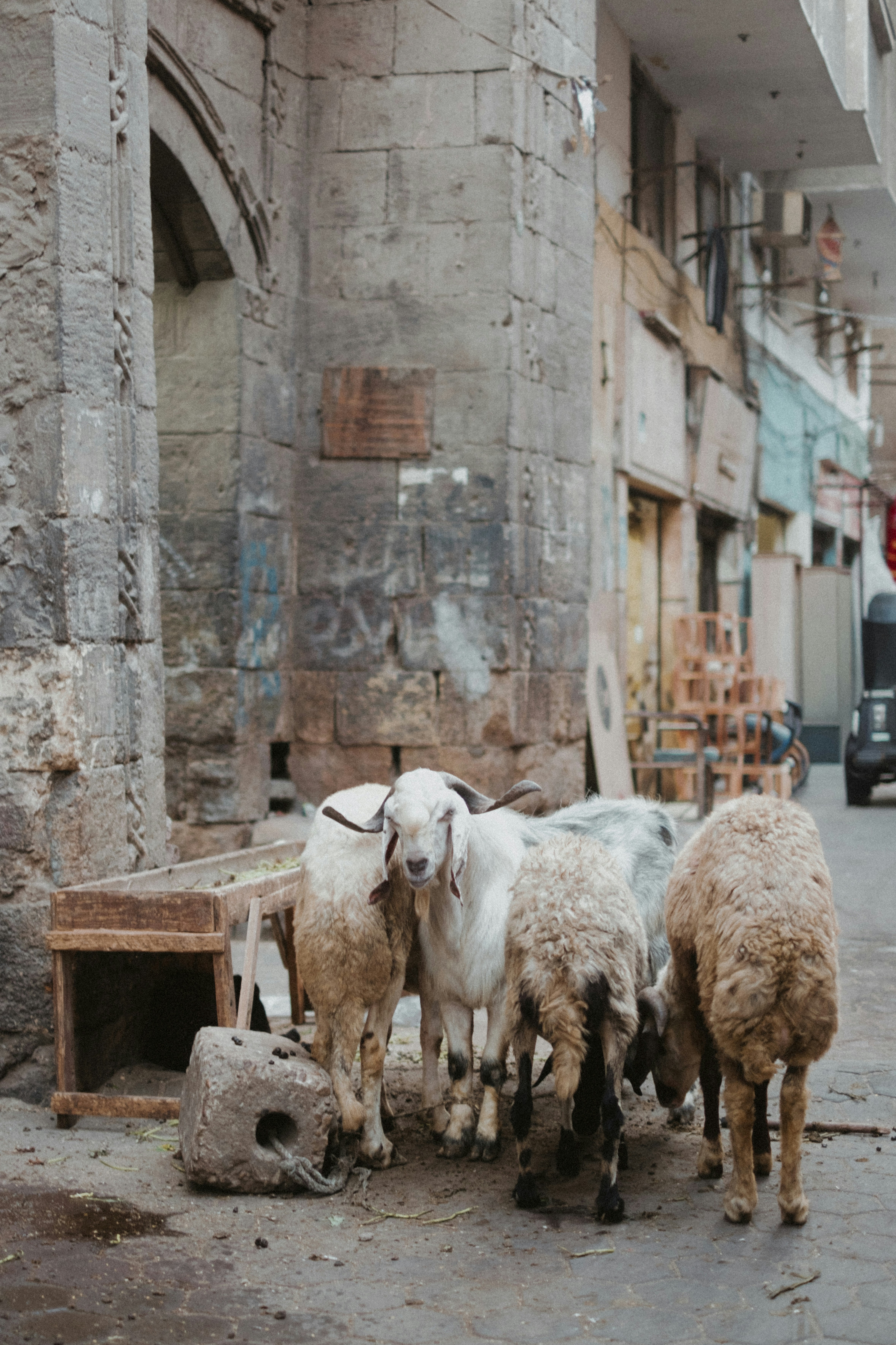 Sheep and goat on stone street - Free Photo on Unsplash