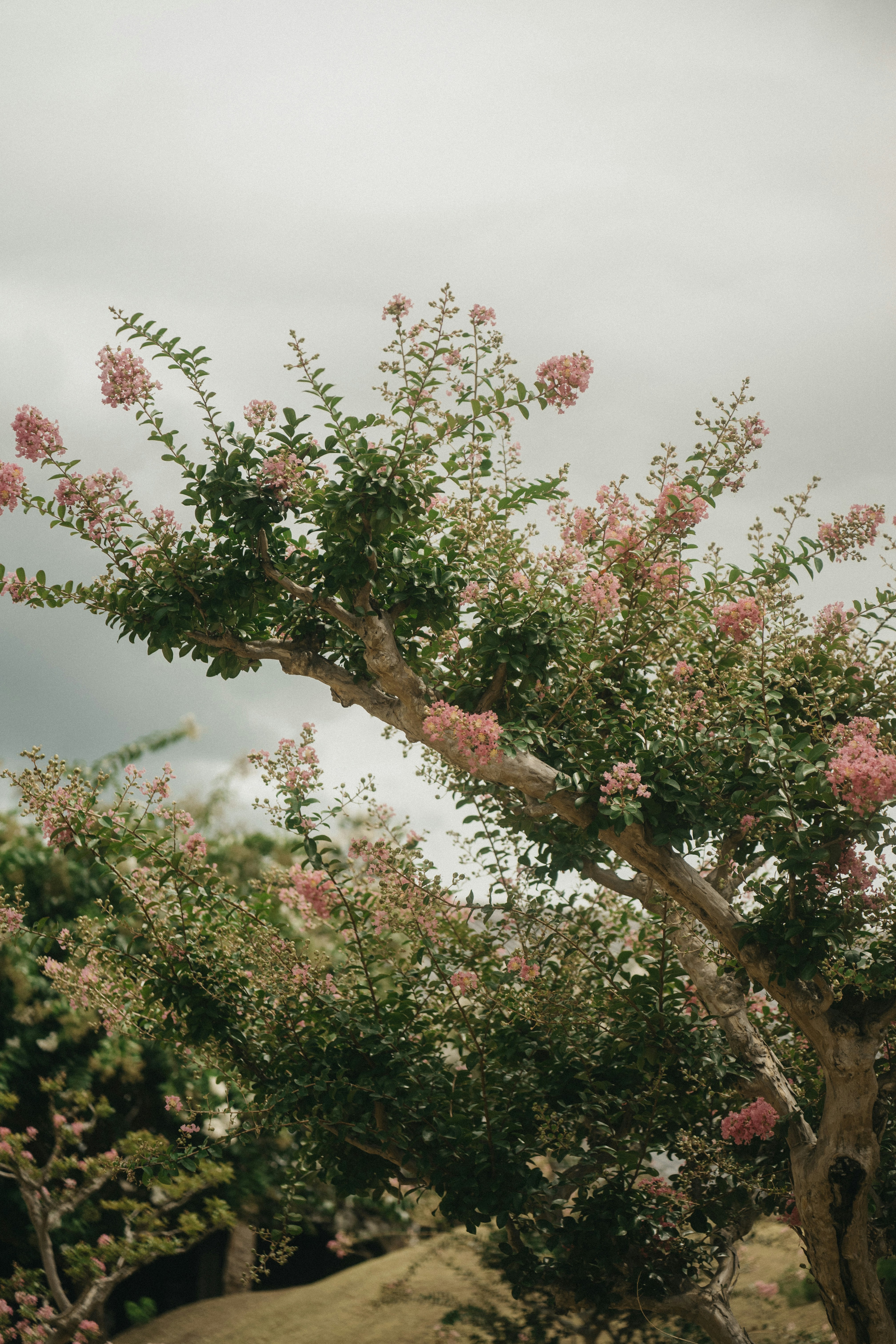 A crape myrtle tree with pink blossoms against a cloudy grey sky