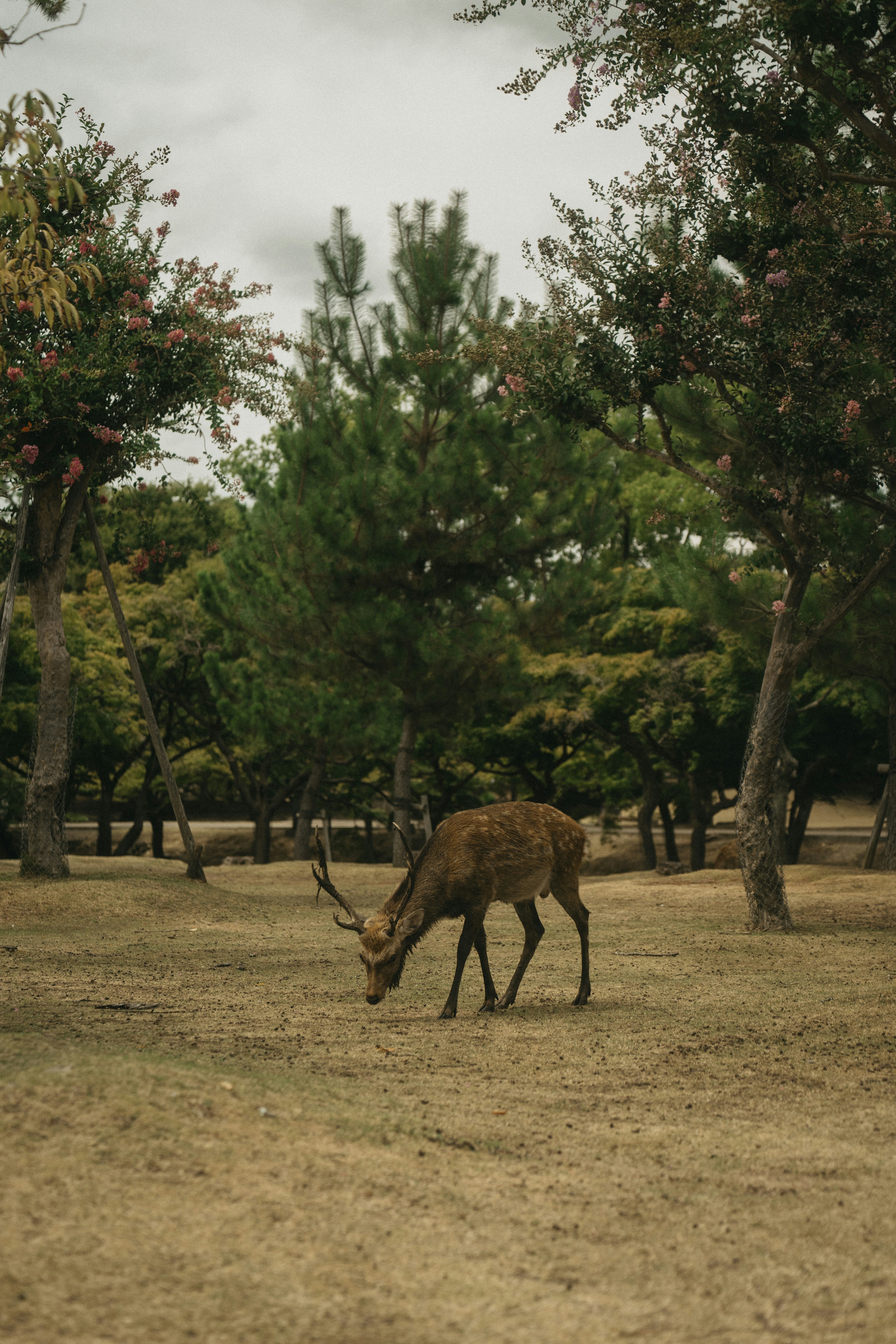 Getting to Nara and Around the Park