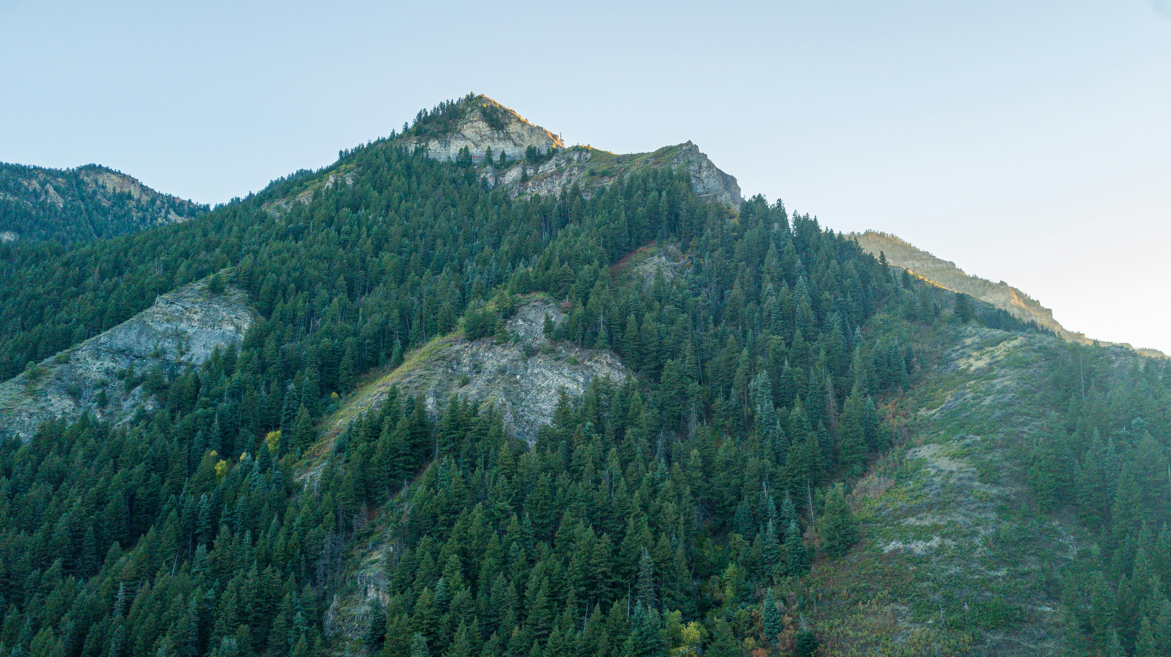 A steep mountain slope covered in dense evergreen forest under a clear sky
