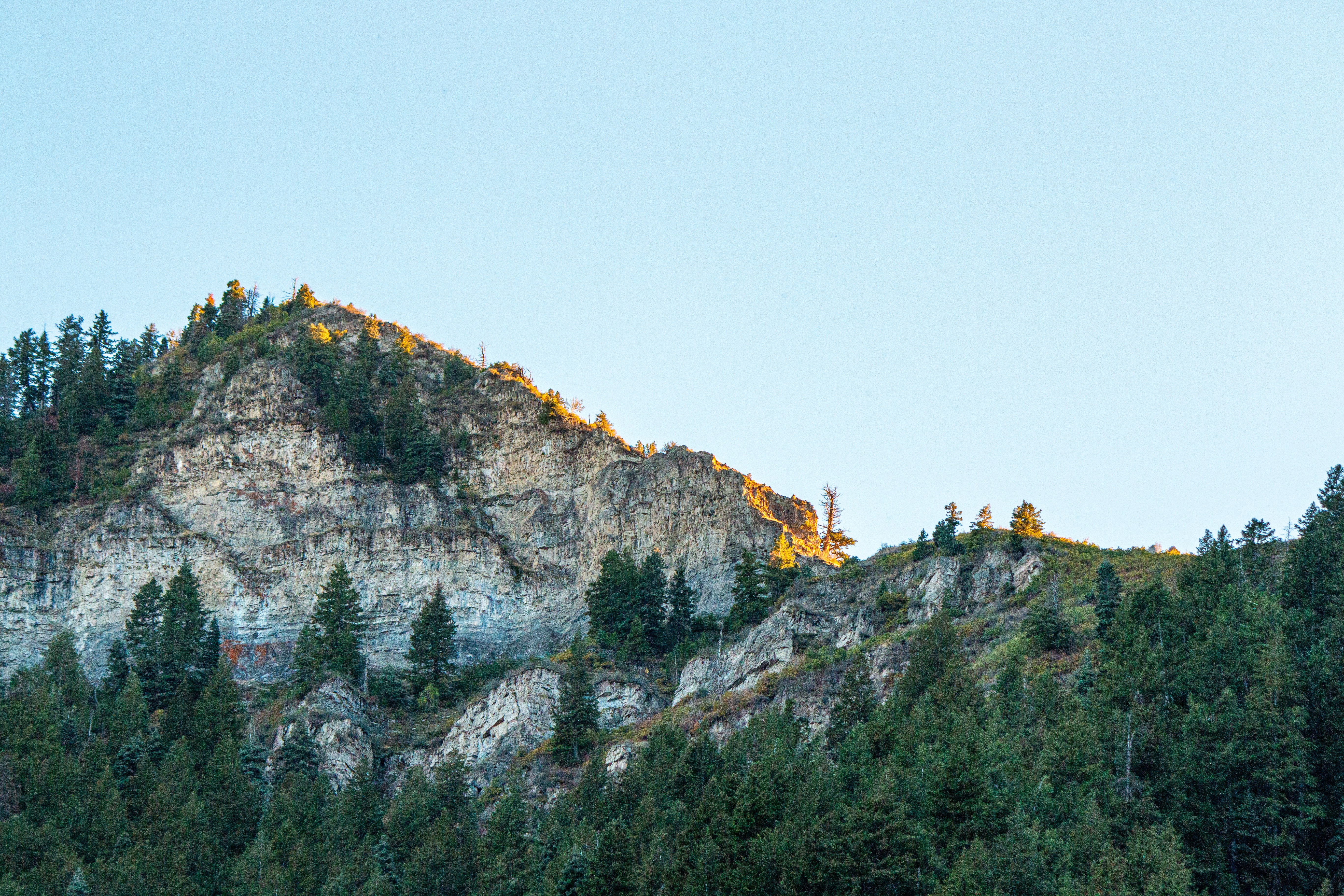 A rocky mountain ridge with evergreen trees under a clear blue sky