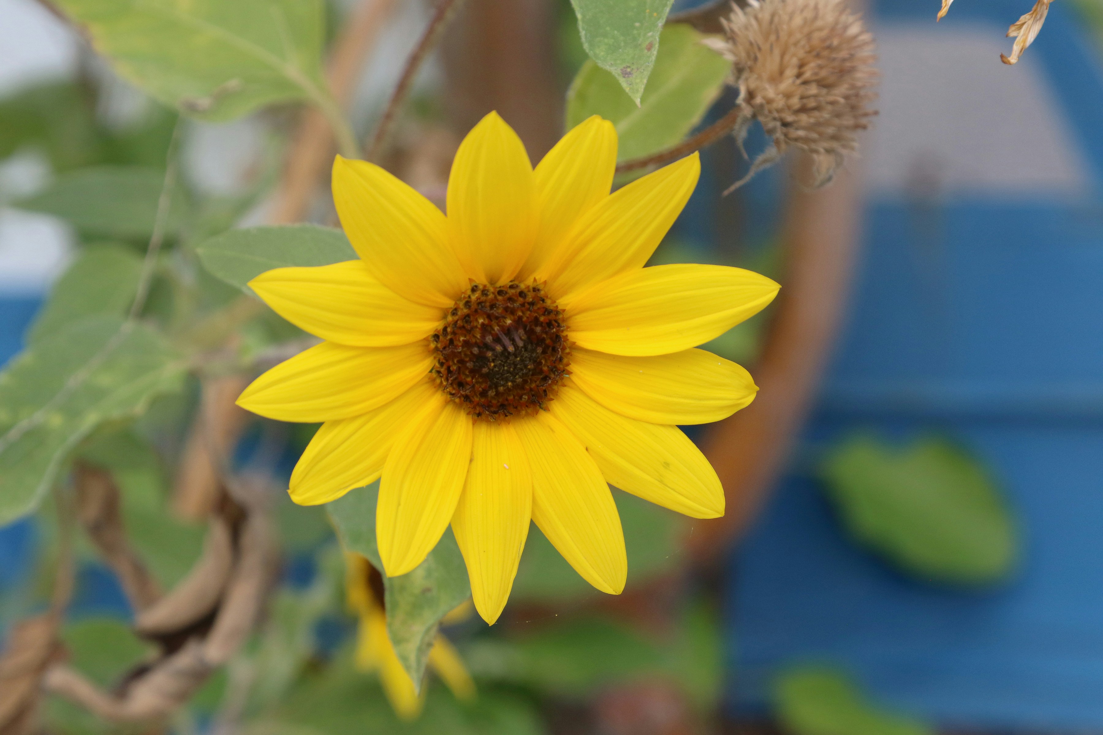 Une fleur de tournesol jaune vif avec un centre sombre sur un feuillage vert