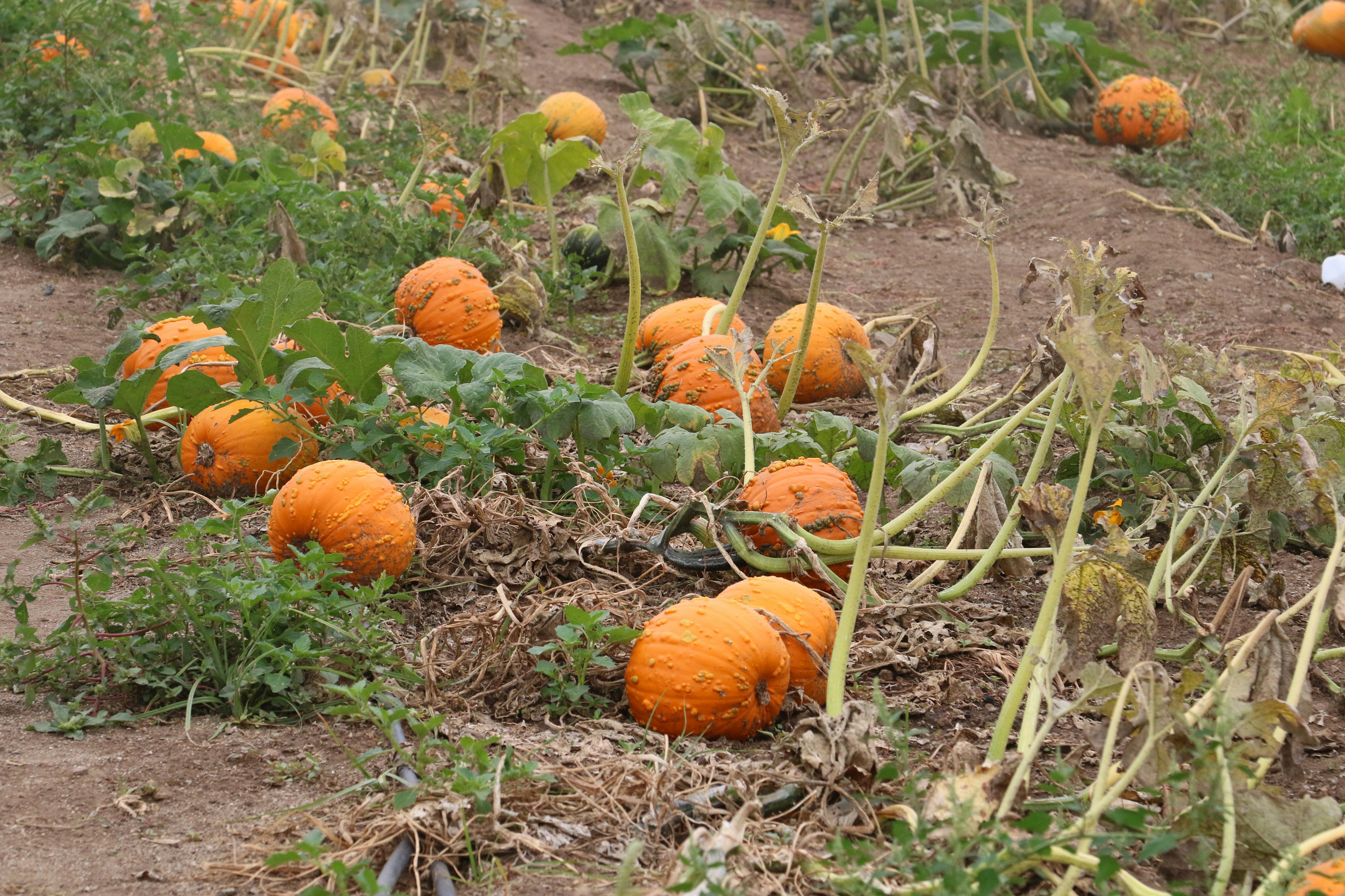 Des citrouilles orange à la peau bosselée poussant sur des vignes dans un champ de terre