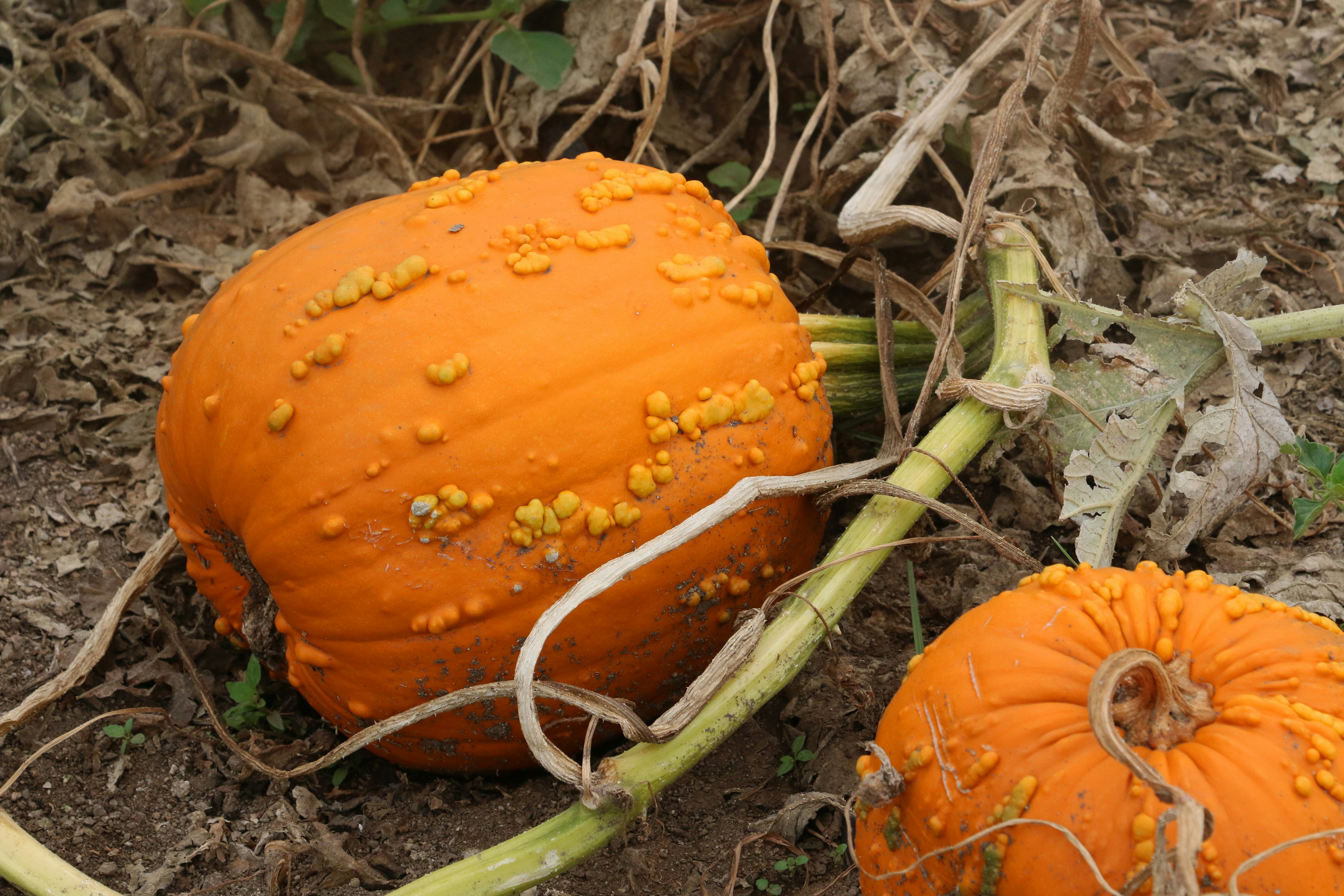 Two bumpy orange pumpkins with green stems resting on dry soil