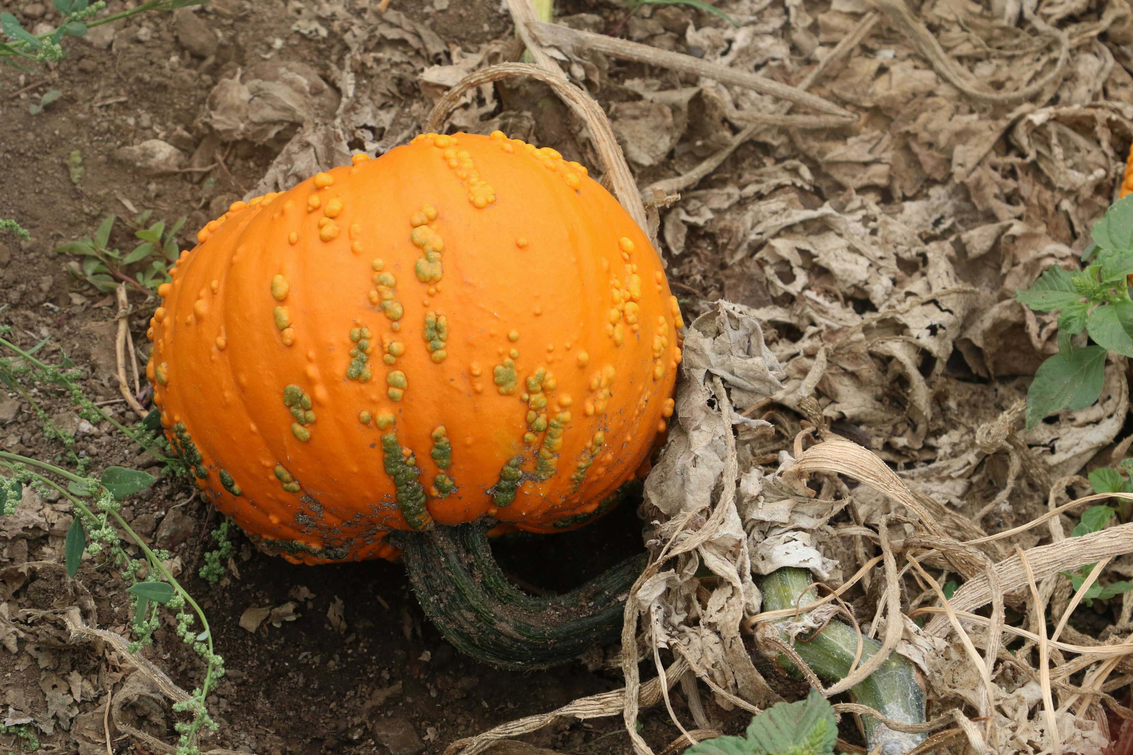 A bumpy orange pumpkin with a green stem resting on dry soil