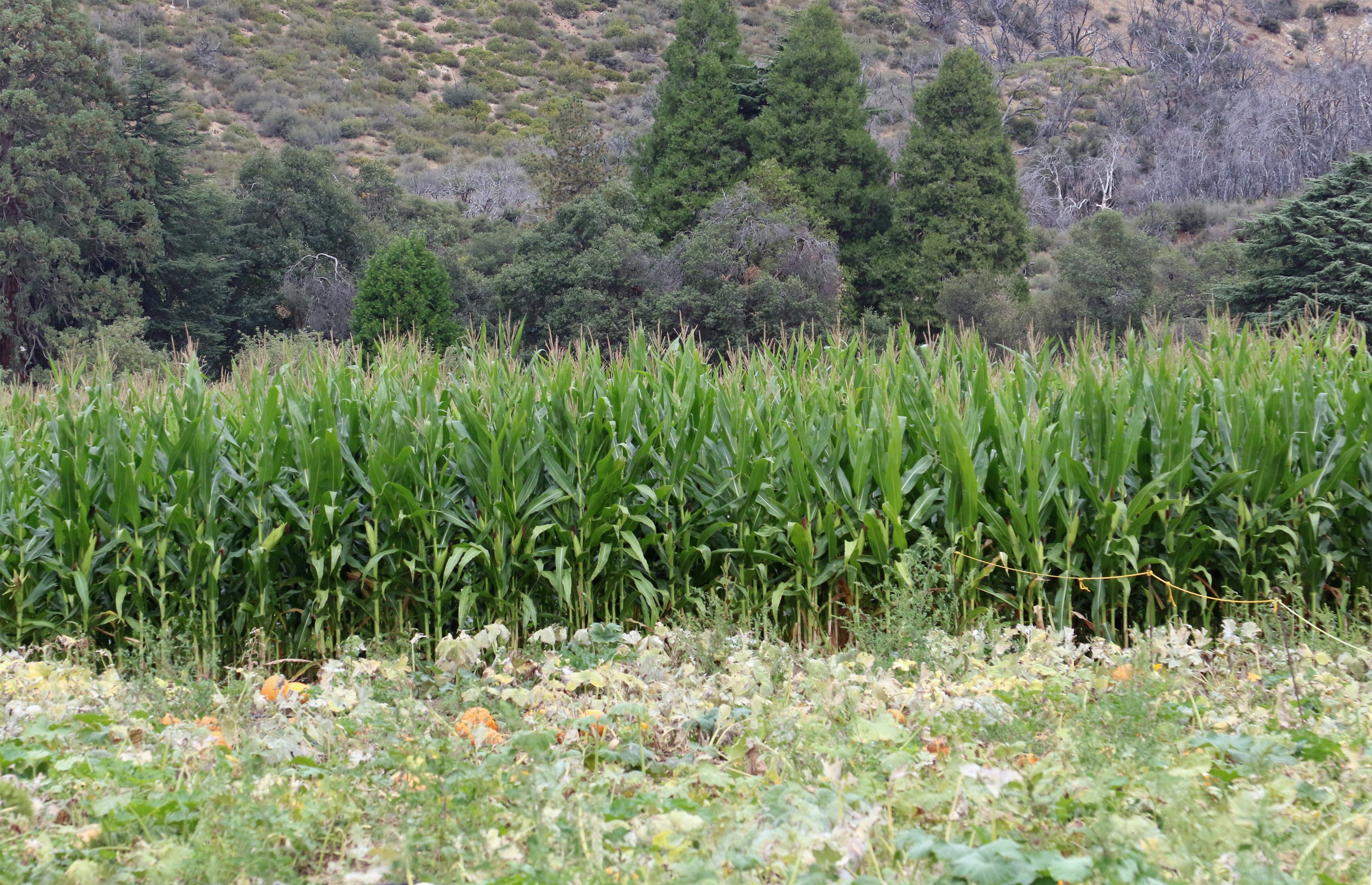 A field of tall green corn stalks in front of a wooded hillside