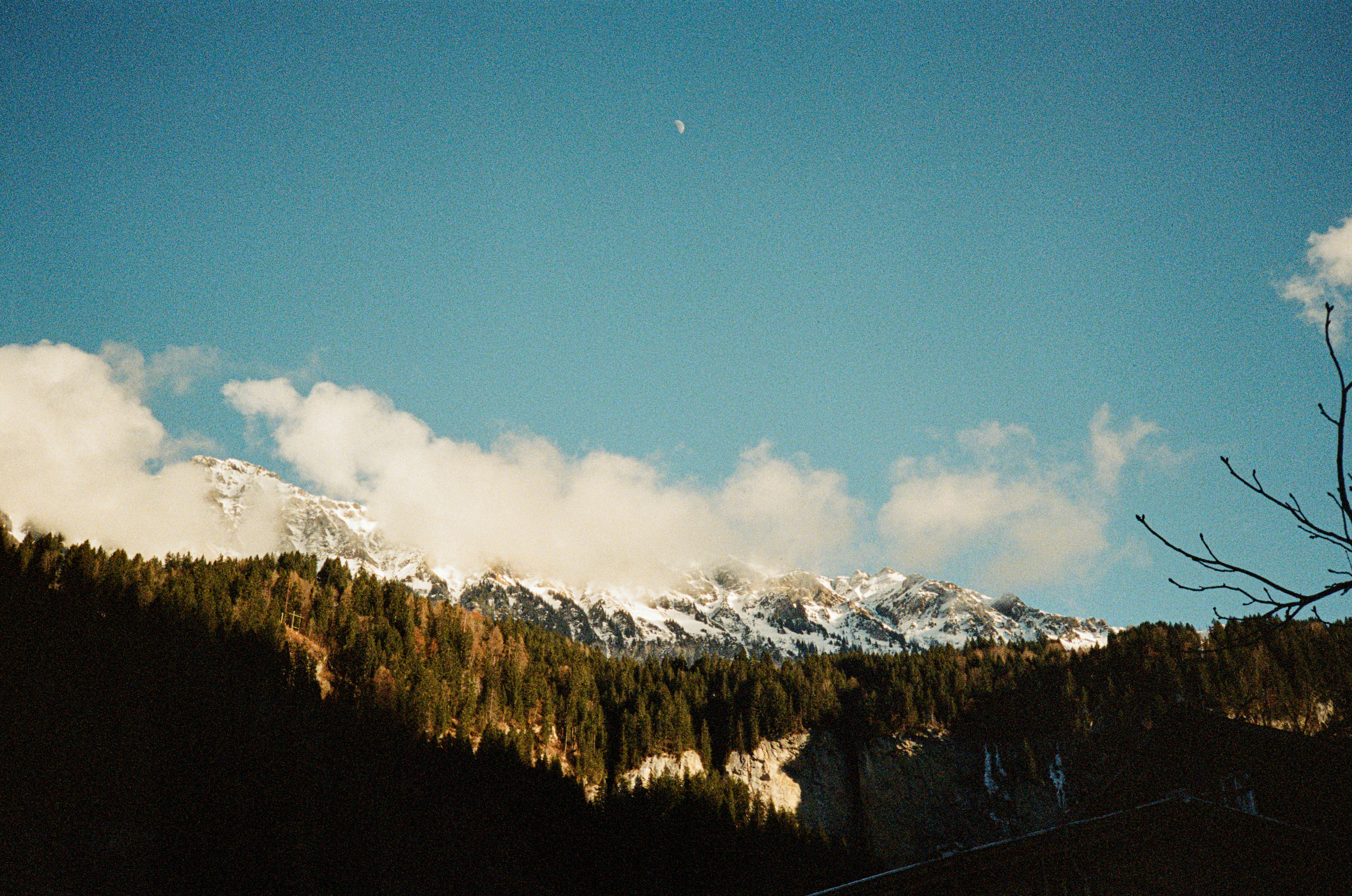 Snowy mountain peaks above a dense pine forest under a clear blue sky