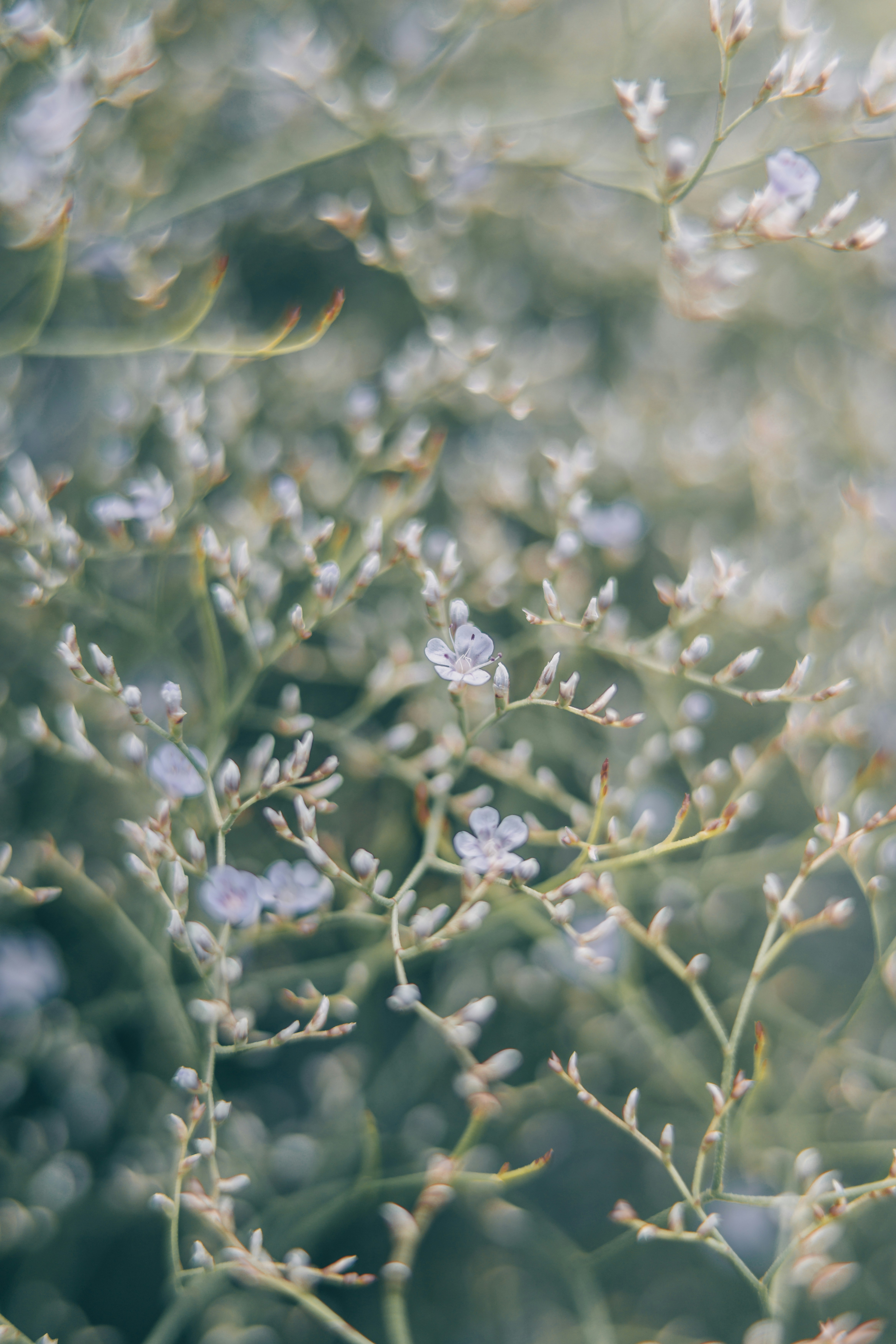 Small pale purple flowers on thin branching stems with a soft bokeh background