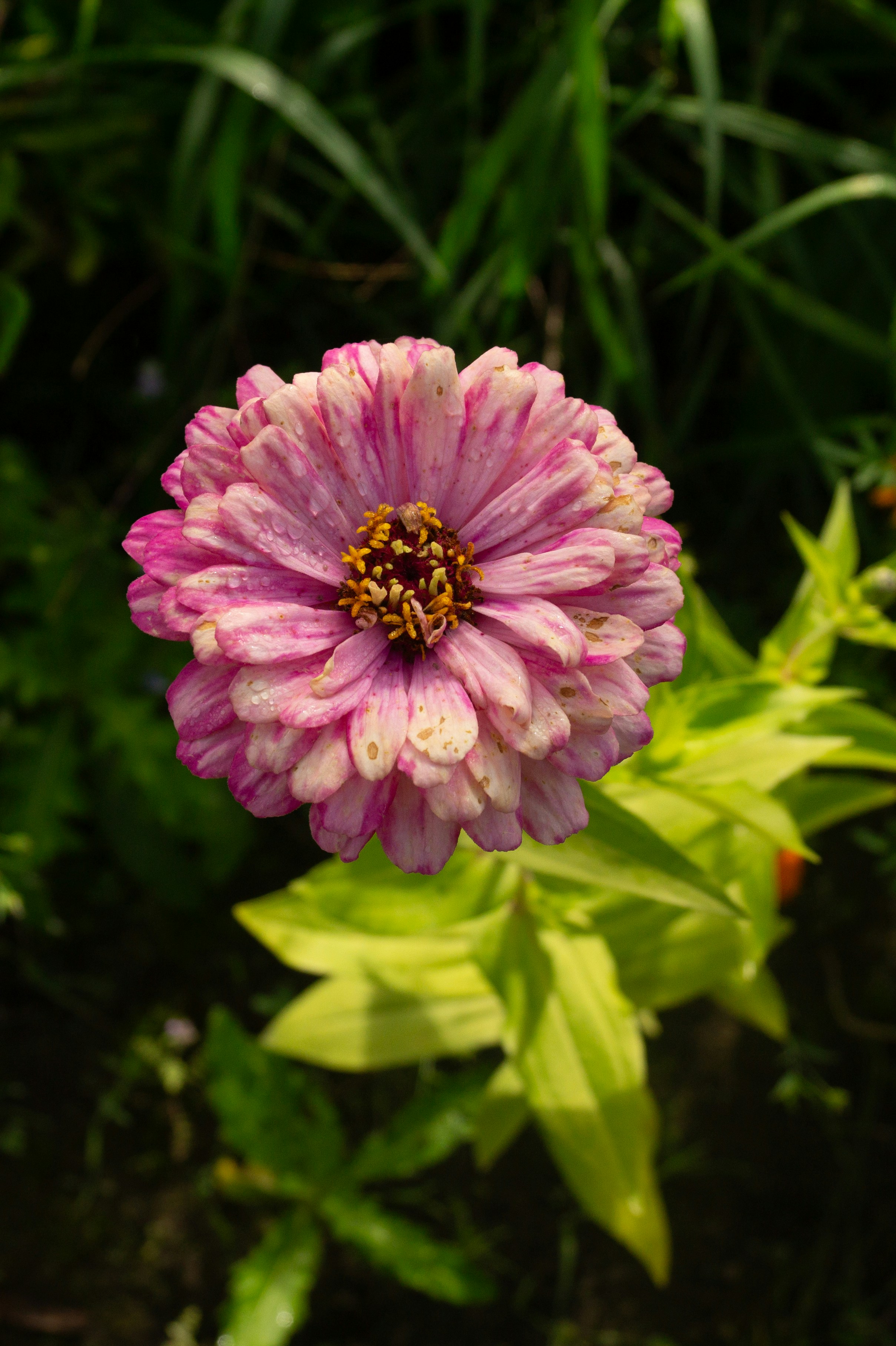 A pink zinnia flower with water droplets on its petals in a garden