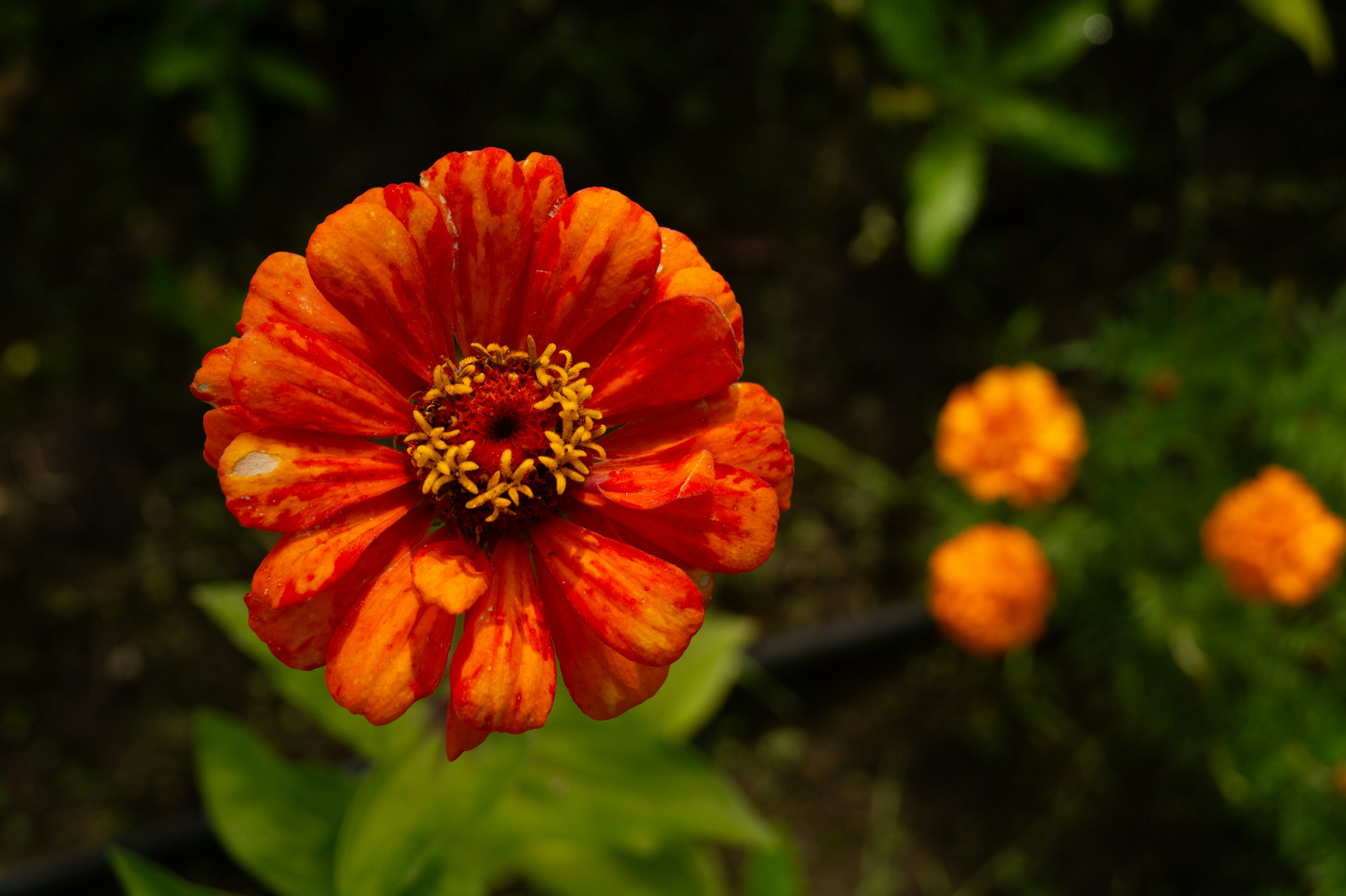 A vibrant orange zinnia flower with yellow center florets in a garden