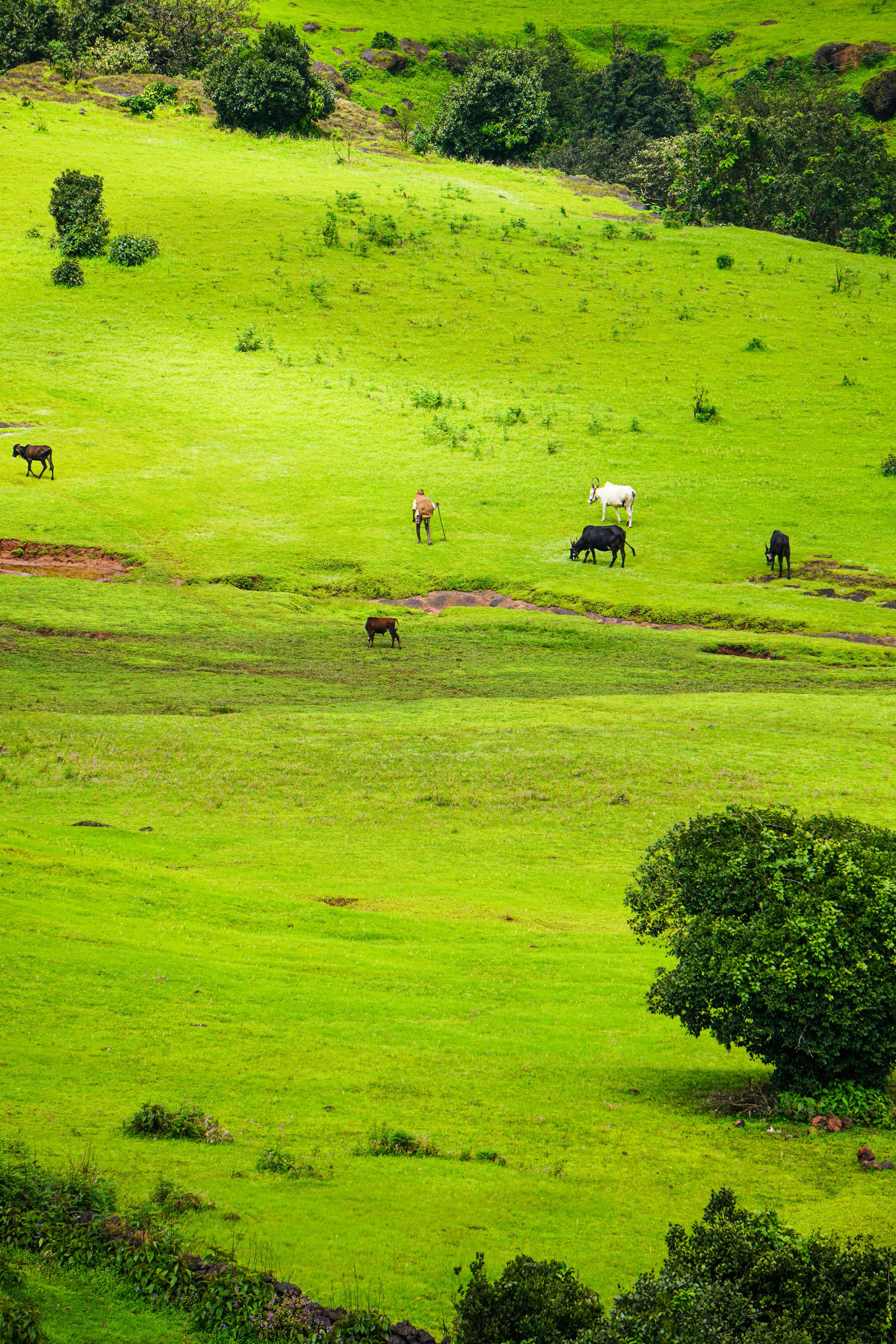 A person herding cattle across a vibrant green hillside with scattered trees