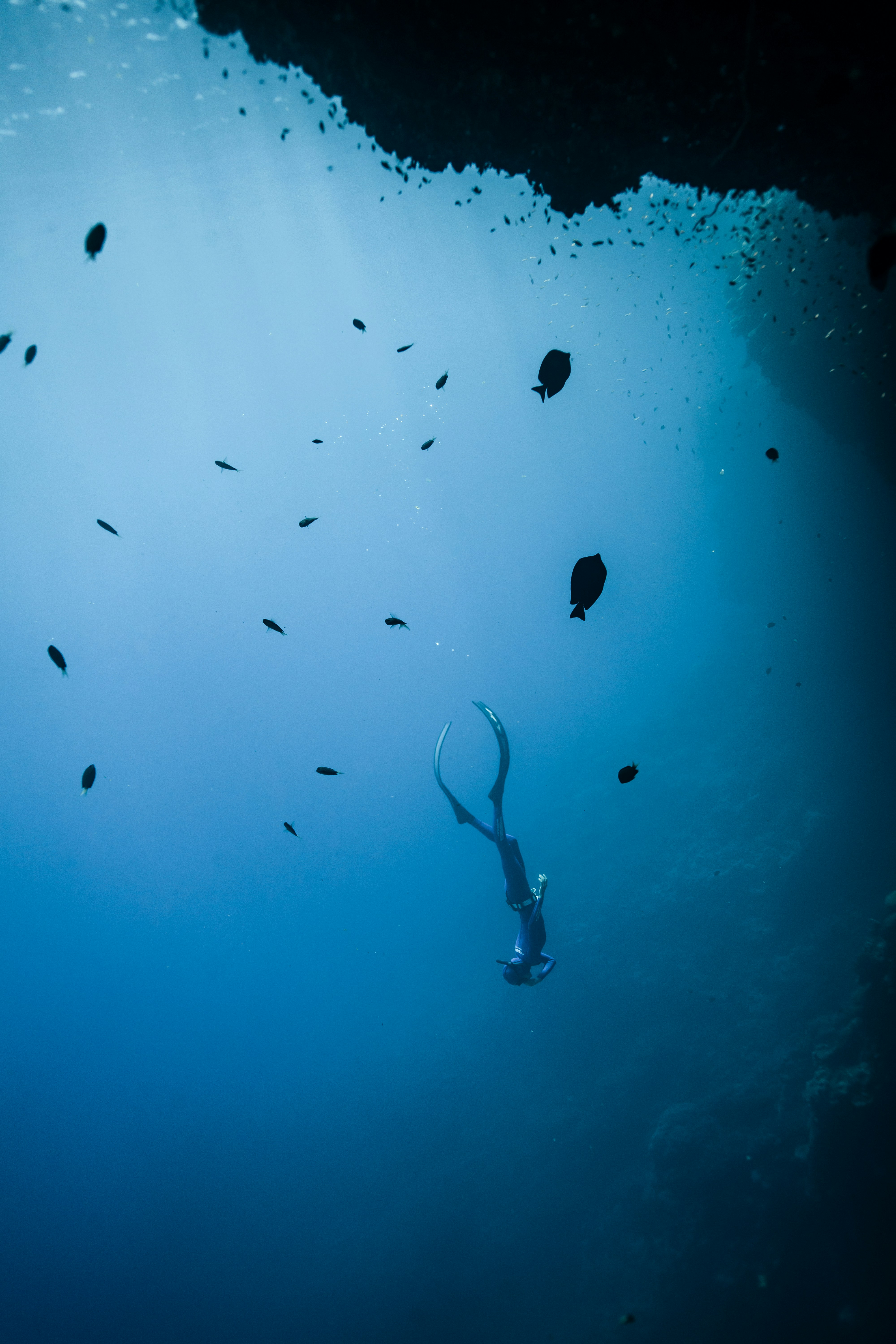 A freediver swimming downward in deep blue water surrounded by a school of fish