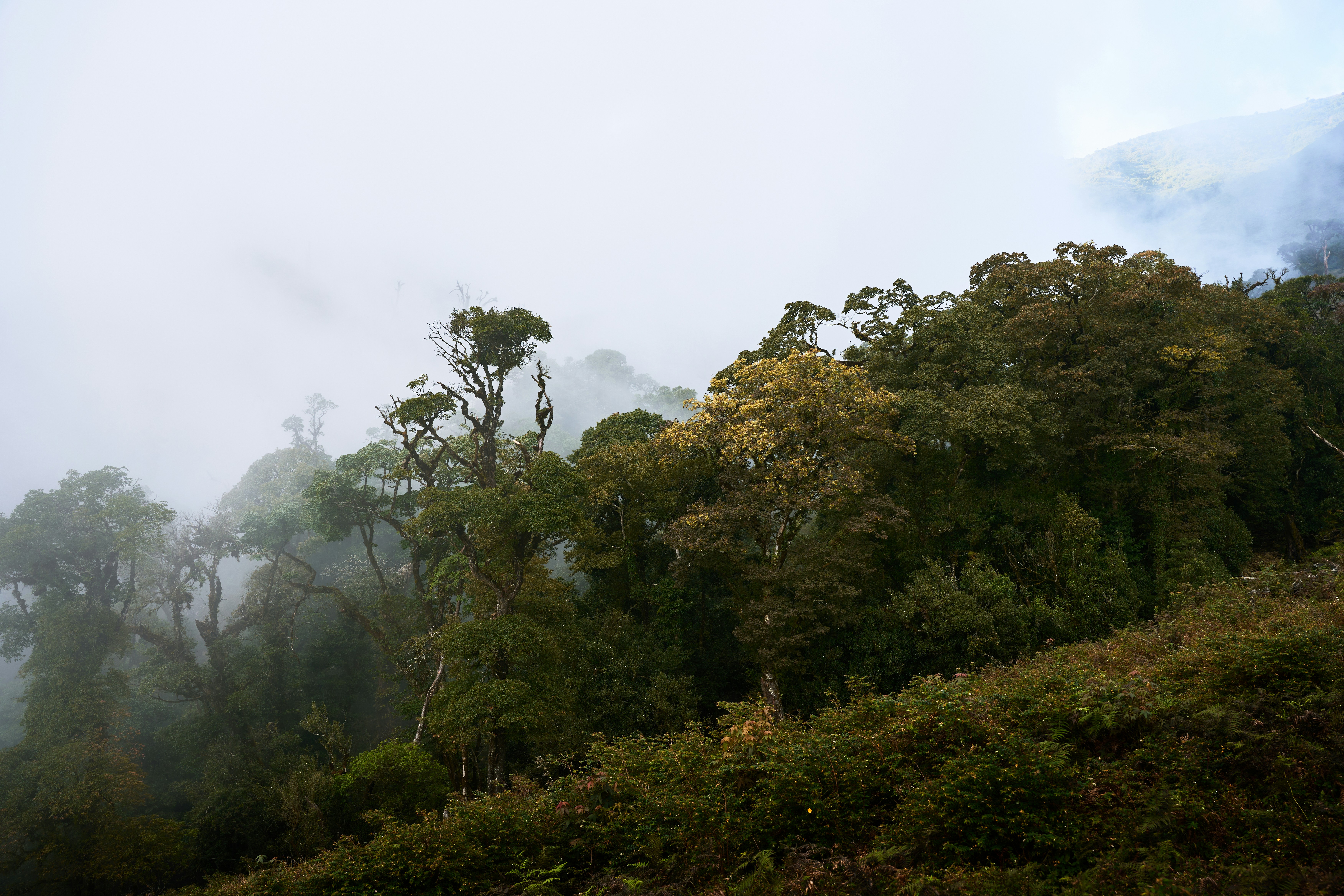 Dense green trees emerging from thick white fog on a mountain slope
